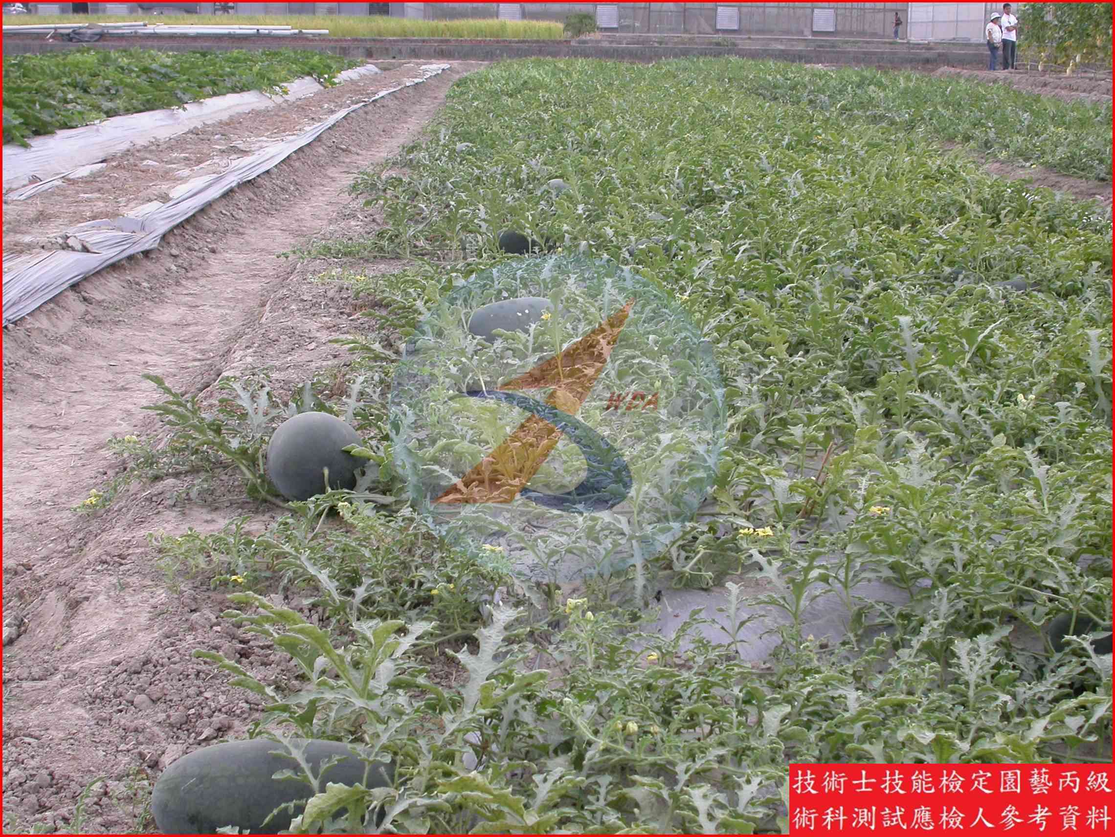 西瓜 園藝丙級識別圖片 8