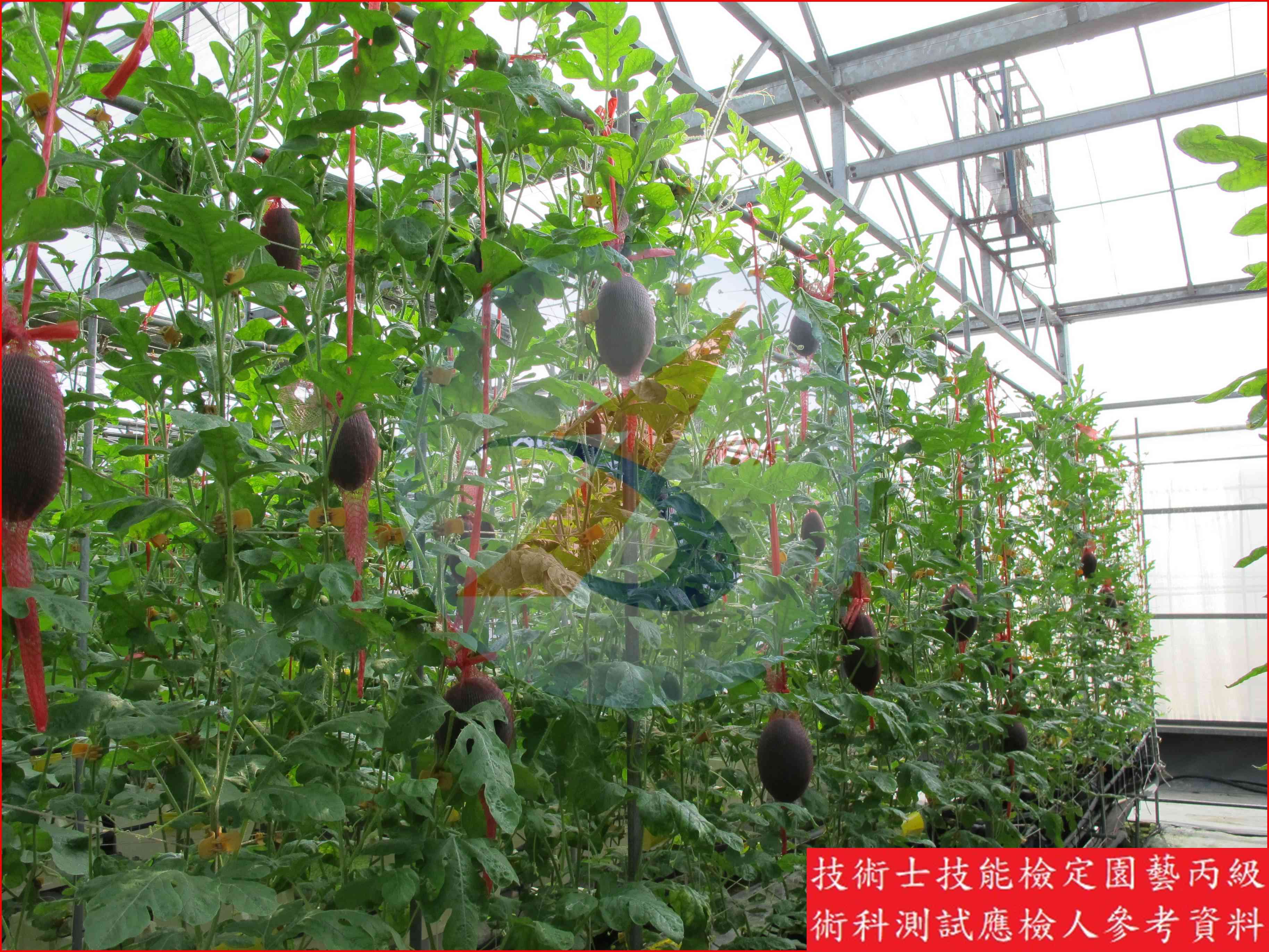 西瓜 園藝丙級識別圖片 9