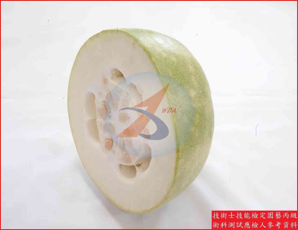 冬瓜 園藝丙級辨識圖片