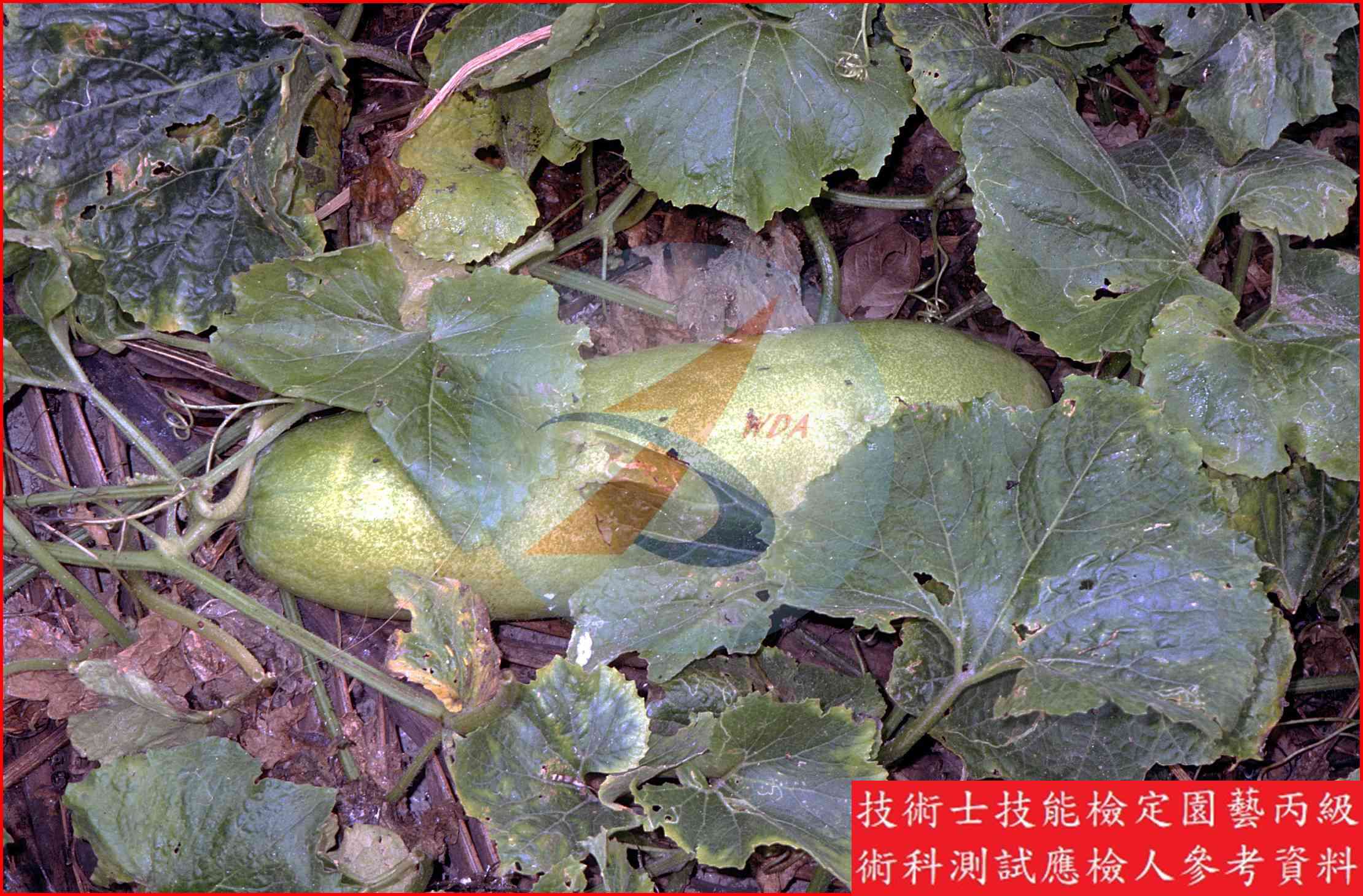冬瓜 園藝丙級識別圖片 10