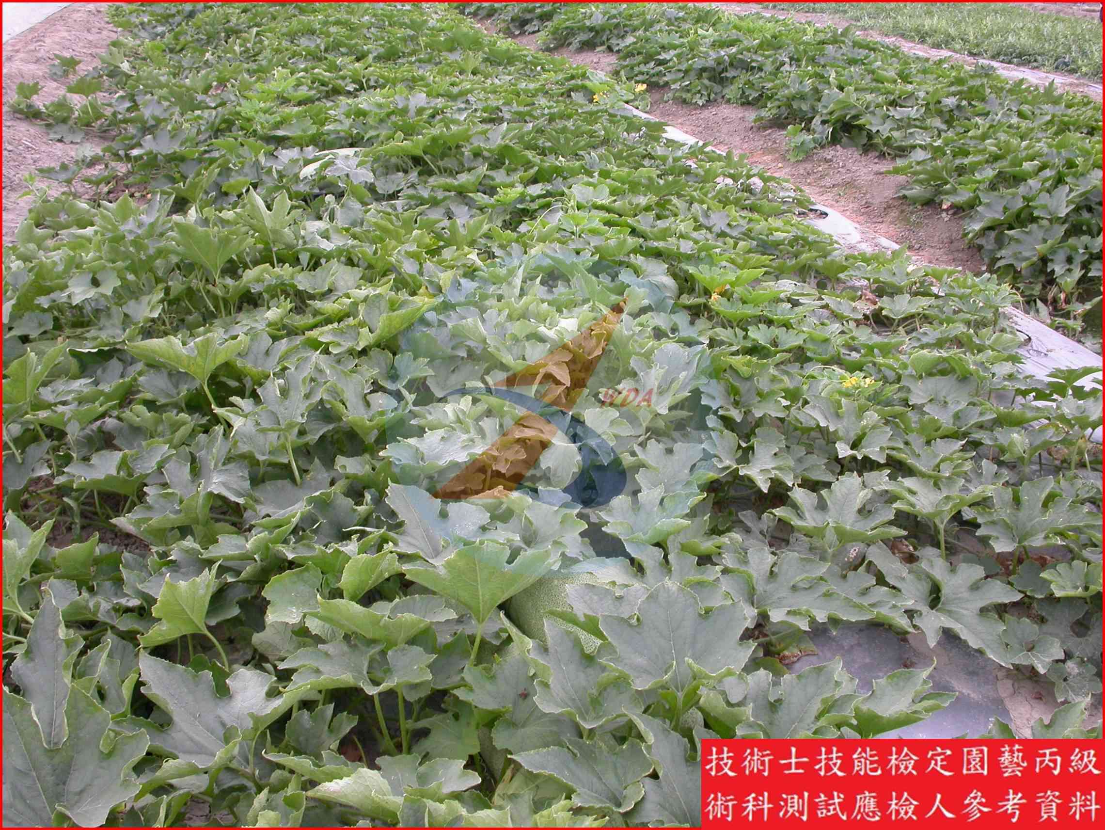 冬瓜 園藝丙級識別圖片 11