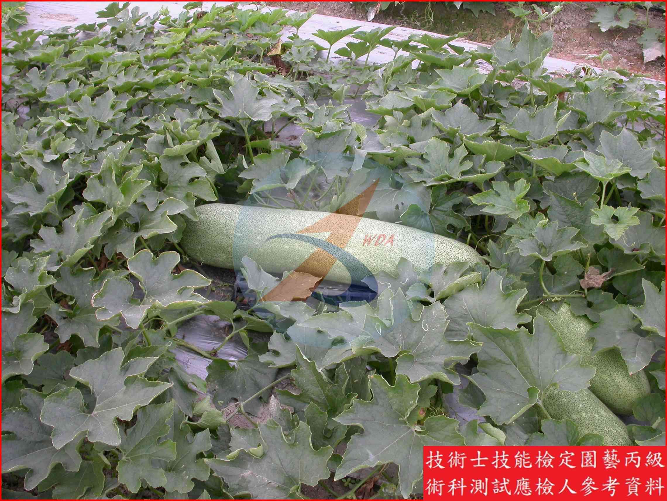 冬瓜 園藝丙級識別圖片 12