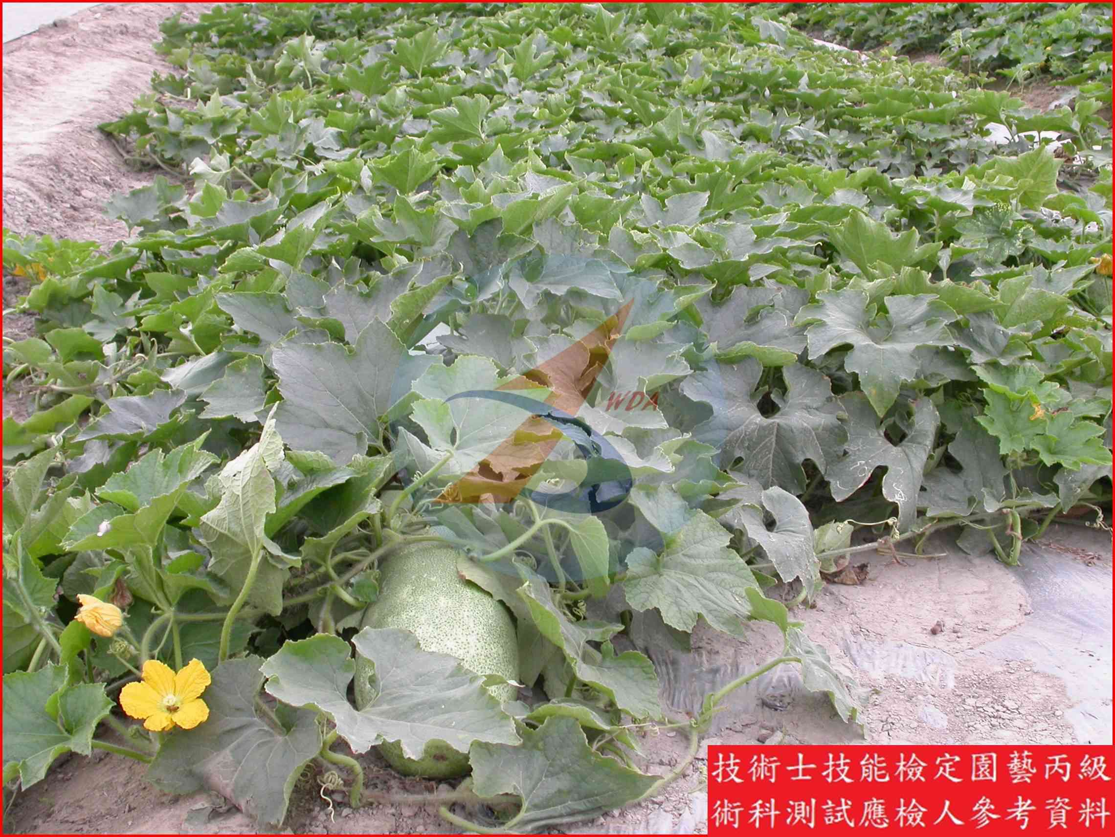 冬瓜 園藝丙級識別圖片 13