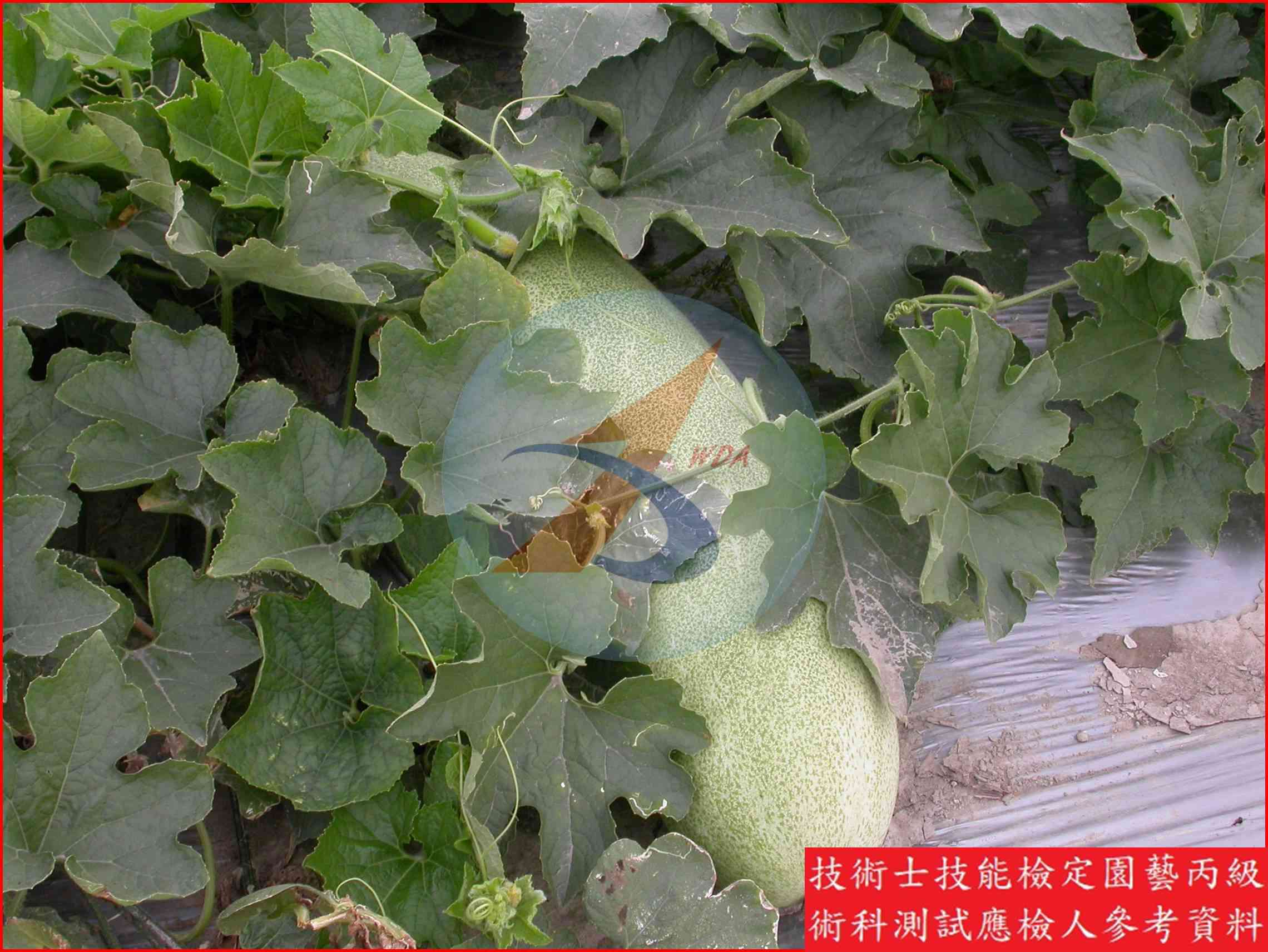 冬瓜 園藝丙級識別圖片 2