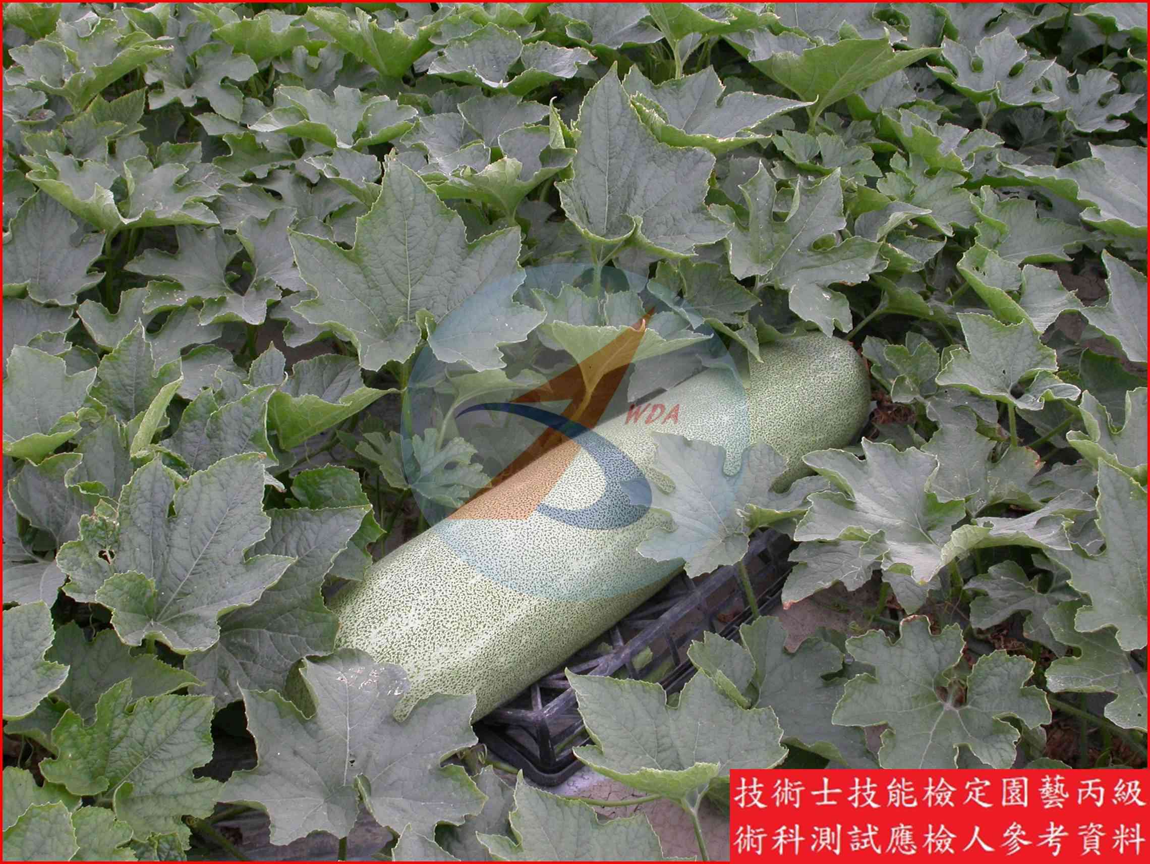 冬瓜 園藝丙級識別圖片 3