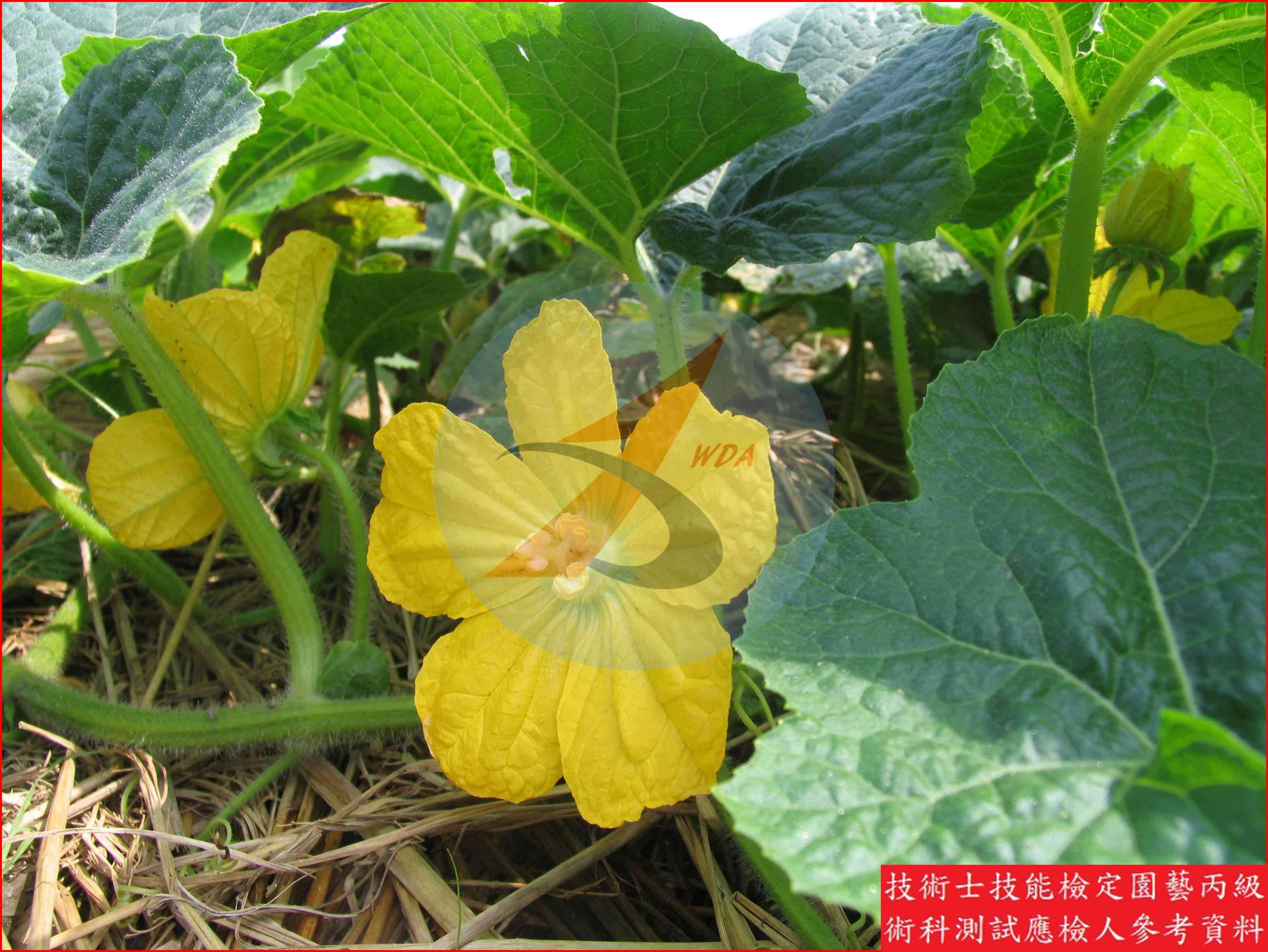 冬瓜 園藝丙級識別圖片 4
