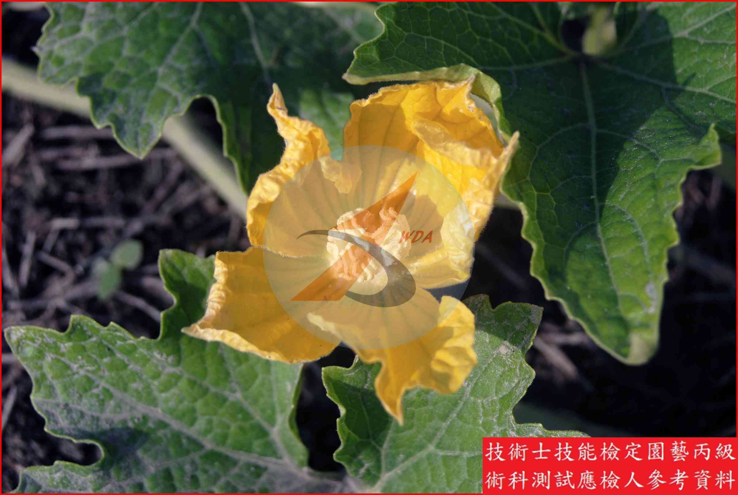 冬瓜 園藝丙級識別圖片 7