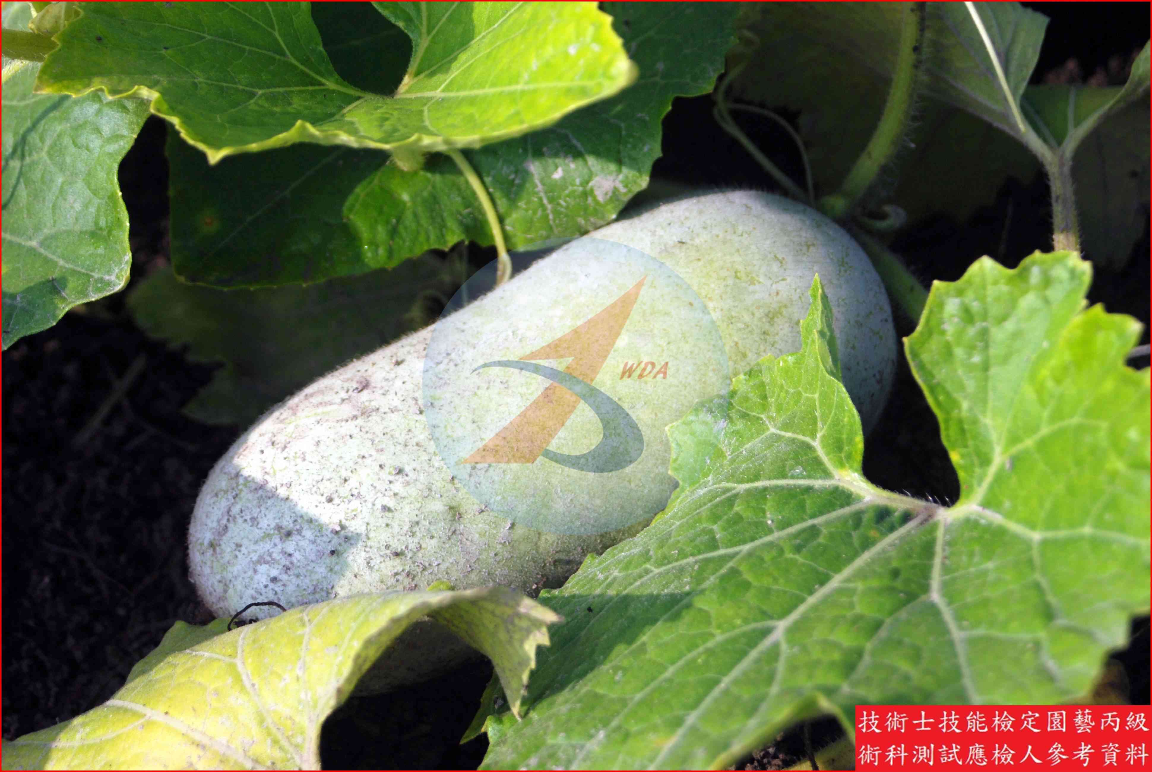 冬瓜 園藝丙級識別圖片 8