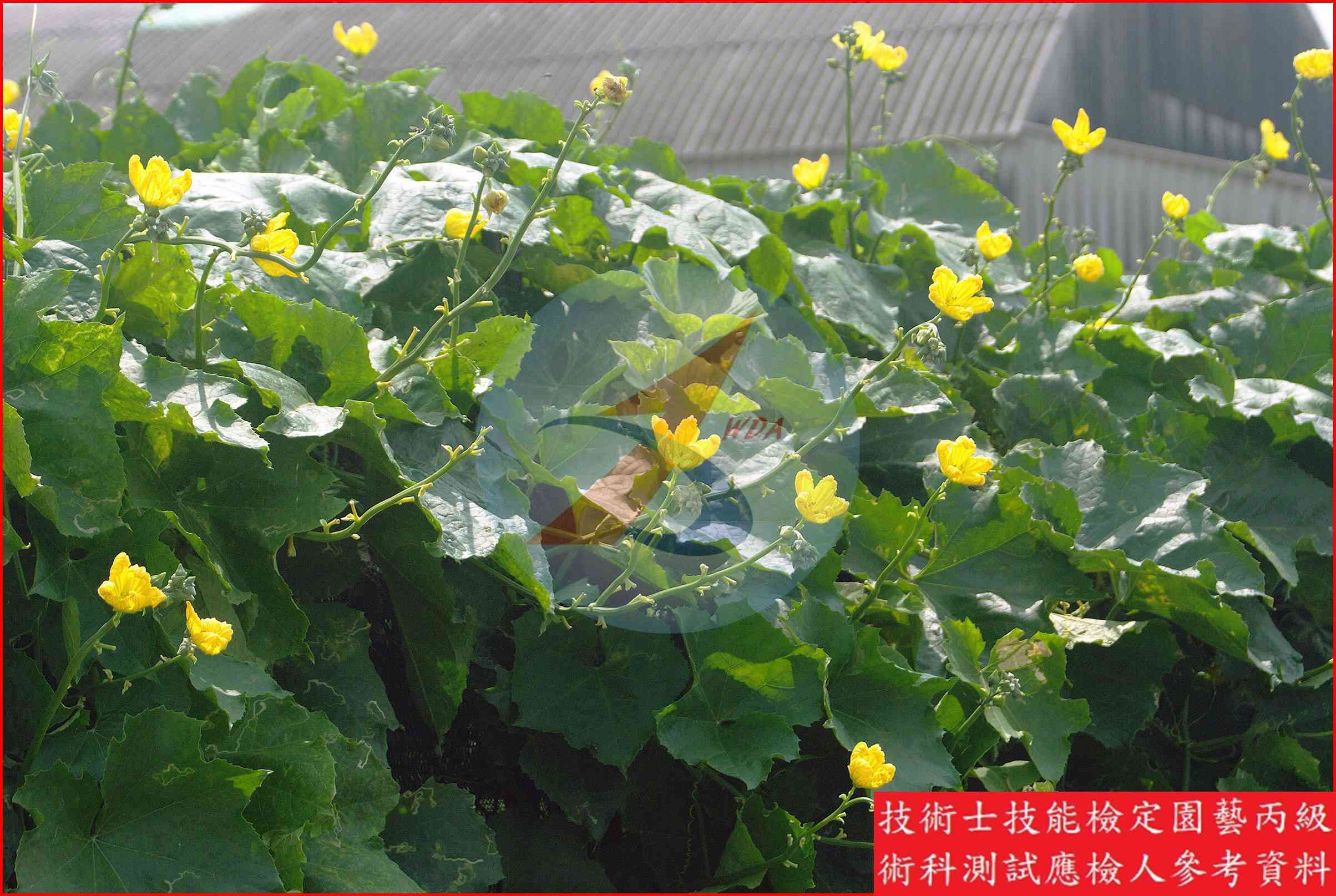 絲瓜 園藝丙級識別圖片 3
