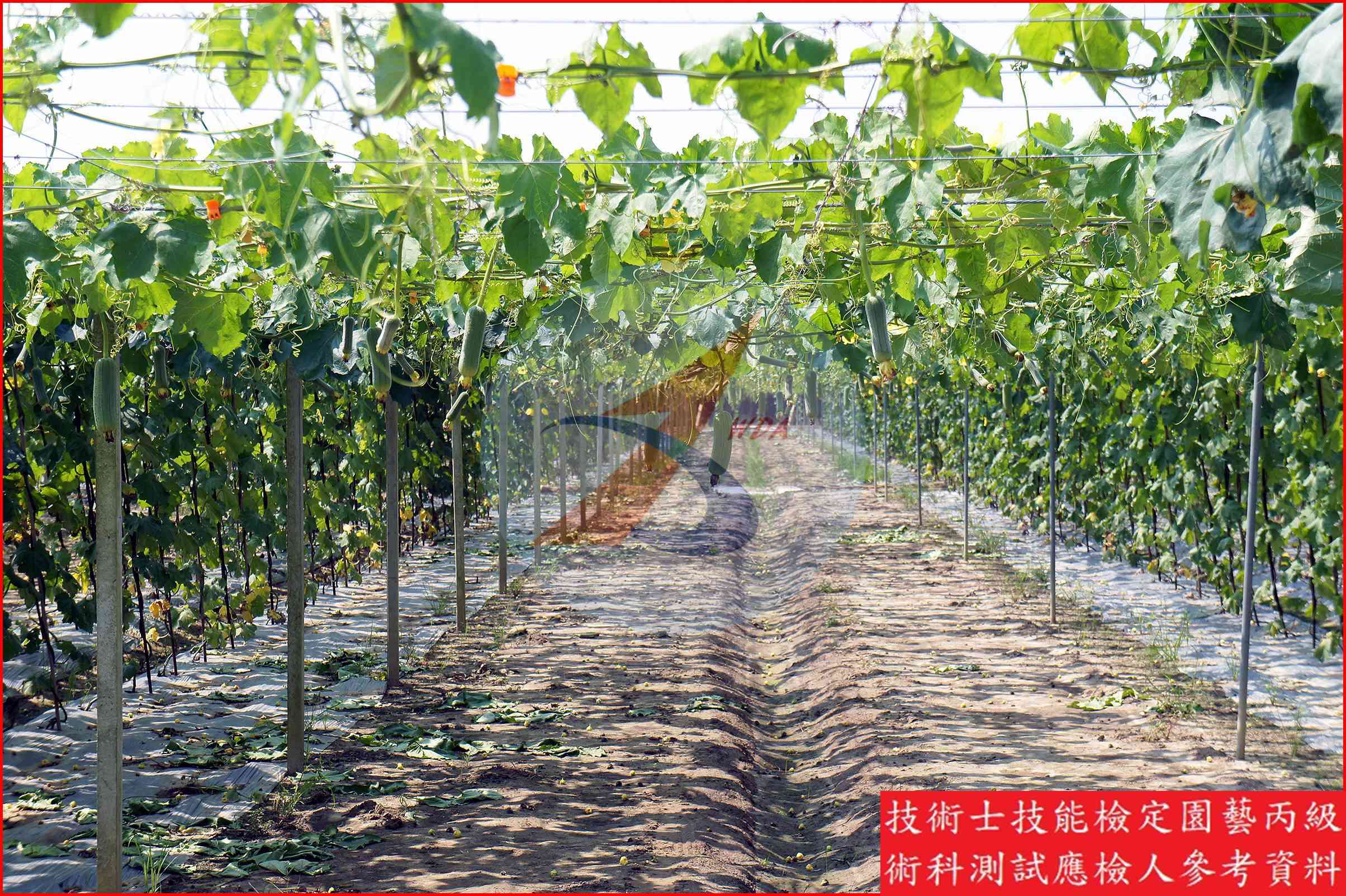 絲瓜 園藝丙級識別圖片 4