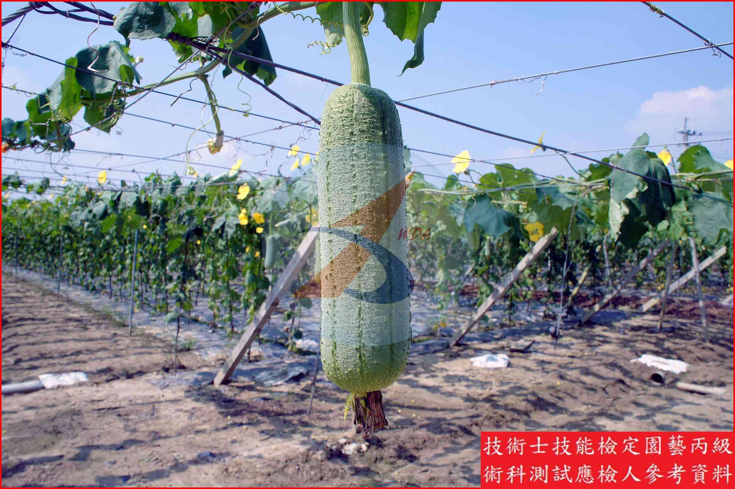 絲瓜 園藝丙級識別圖片 5