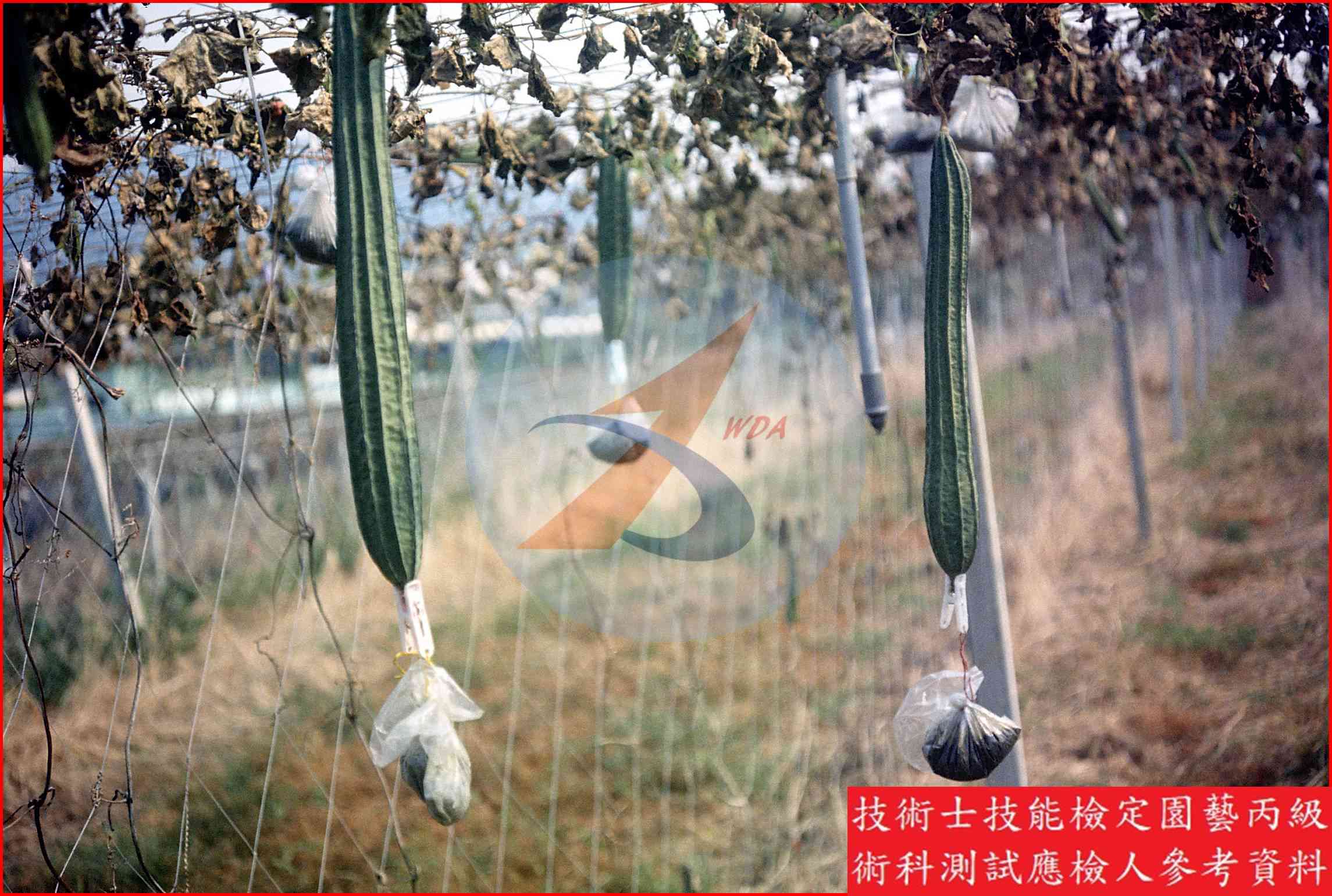 絲瓜 園藝丙級識別圖片 7