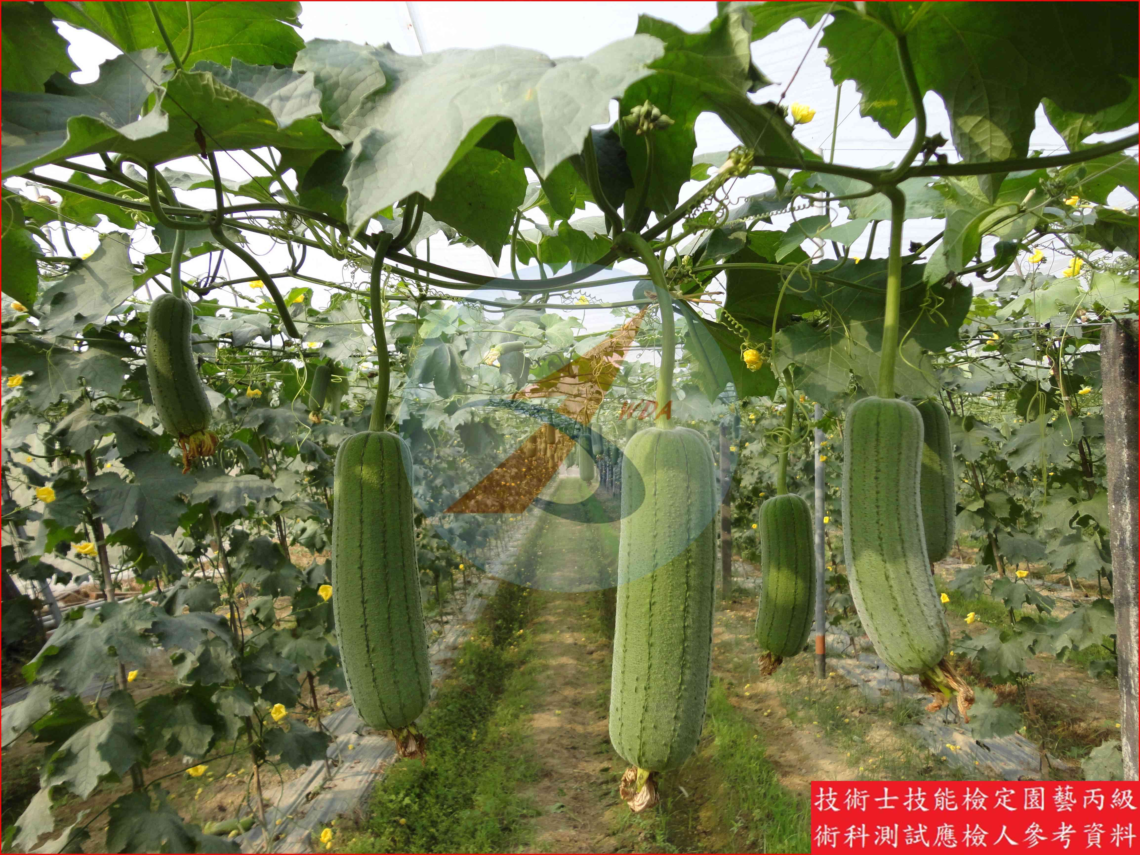 絲瓜 園藝丙級識別圖片 8