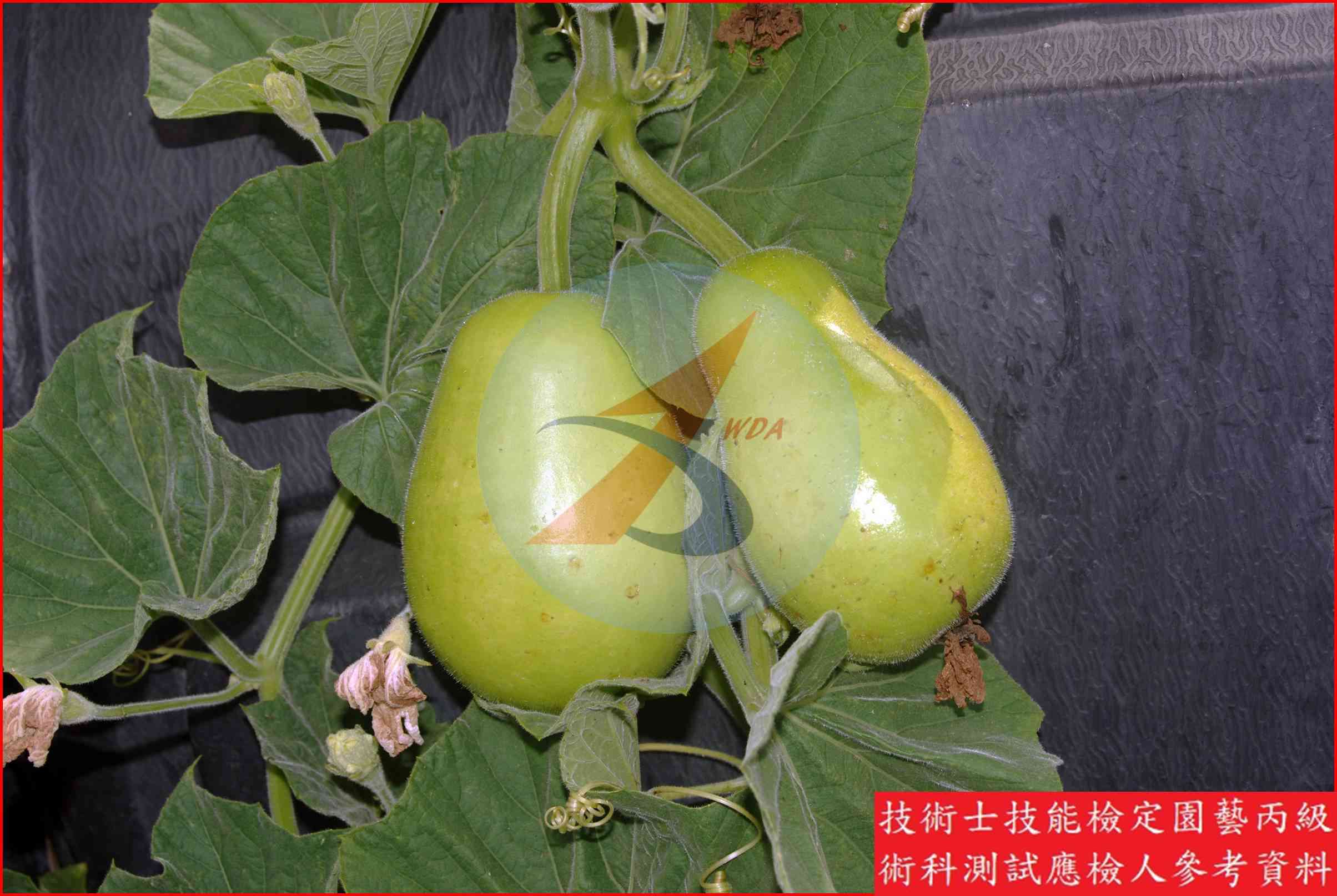 扁蒲 園藝丙級辨識圖片