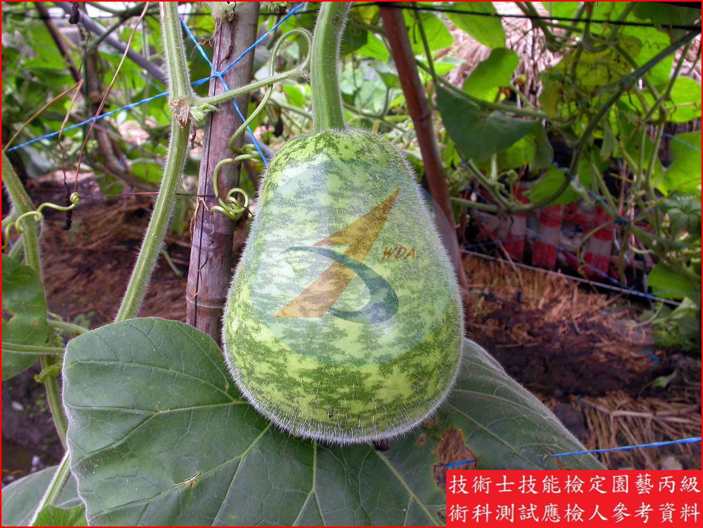 扁蒲 園藝丙級識別圖片 3