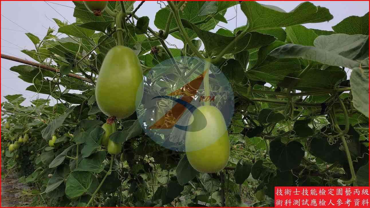 扁蒲 園藝丙級識別圖片 4