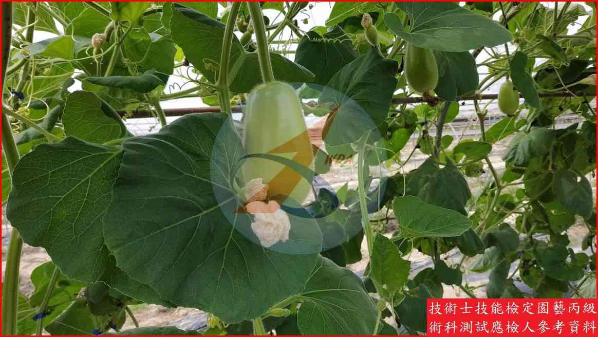 扁蒲 園藝丙級識別圖片 5