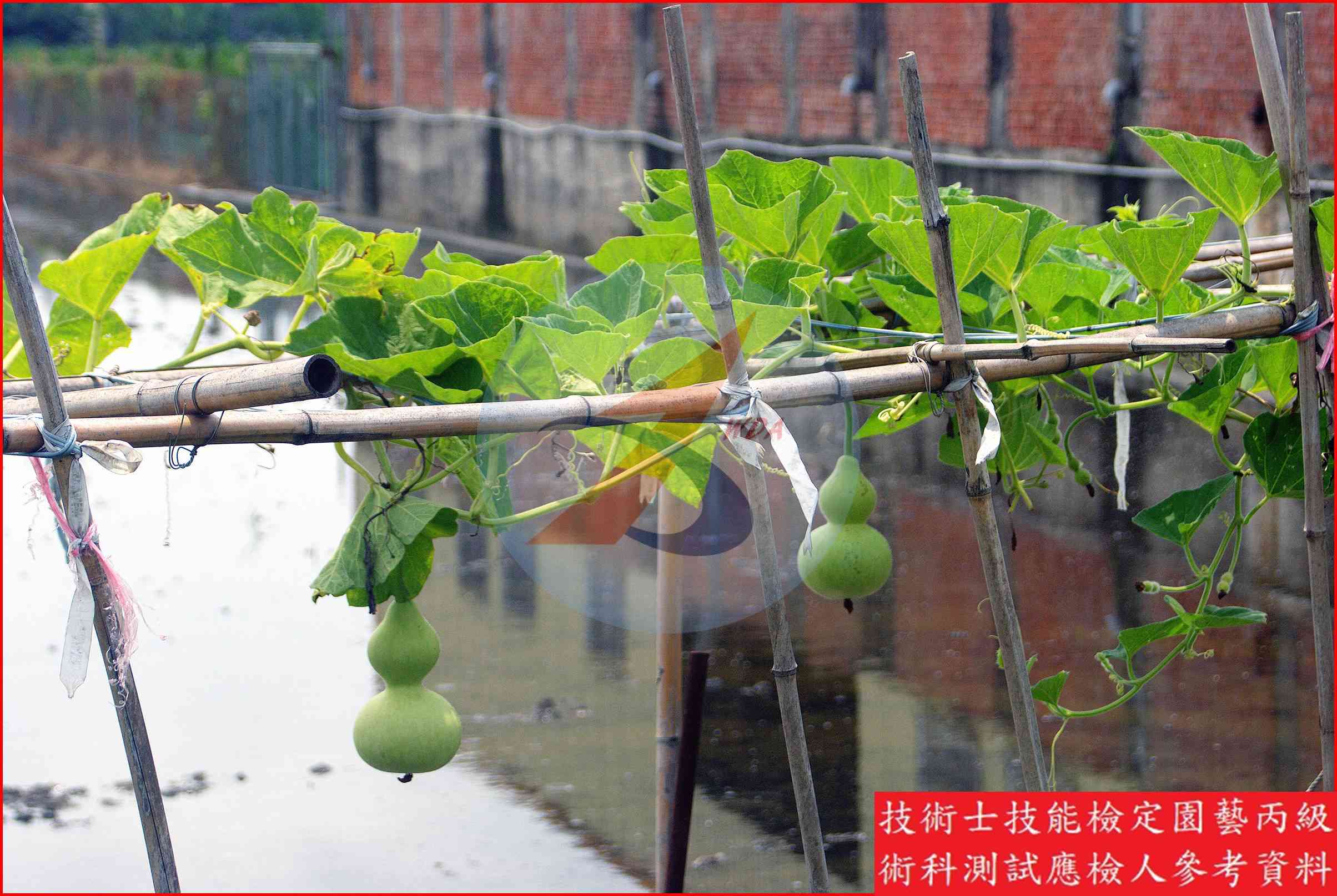扁蒲 園藝丙級識別圖片 8