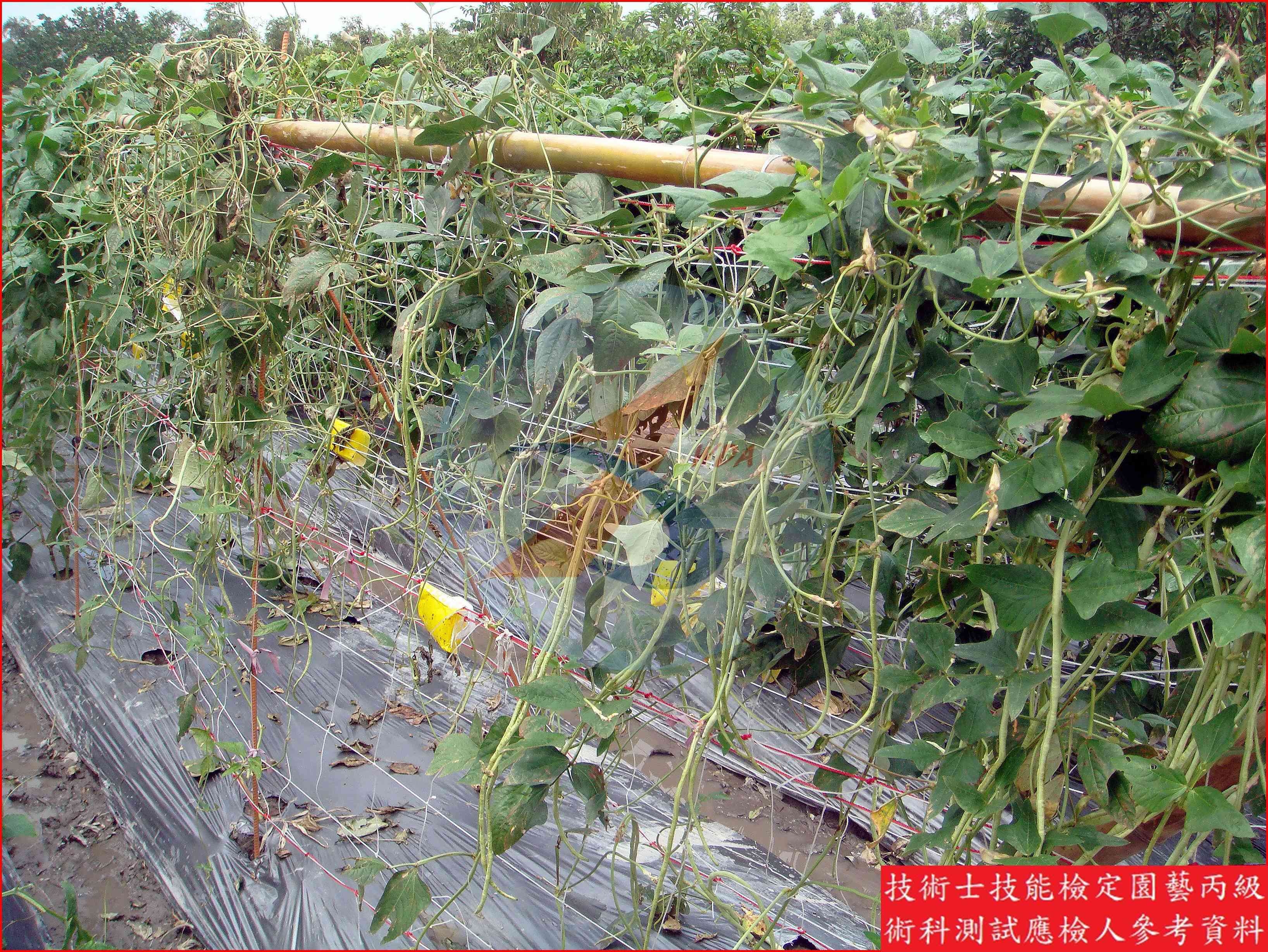豇豆 / 四季豆 比較主圖