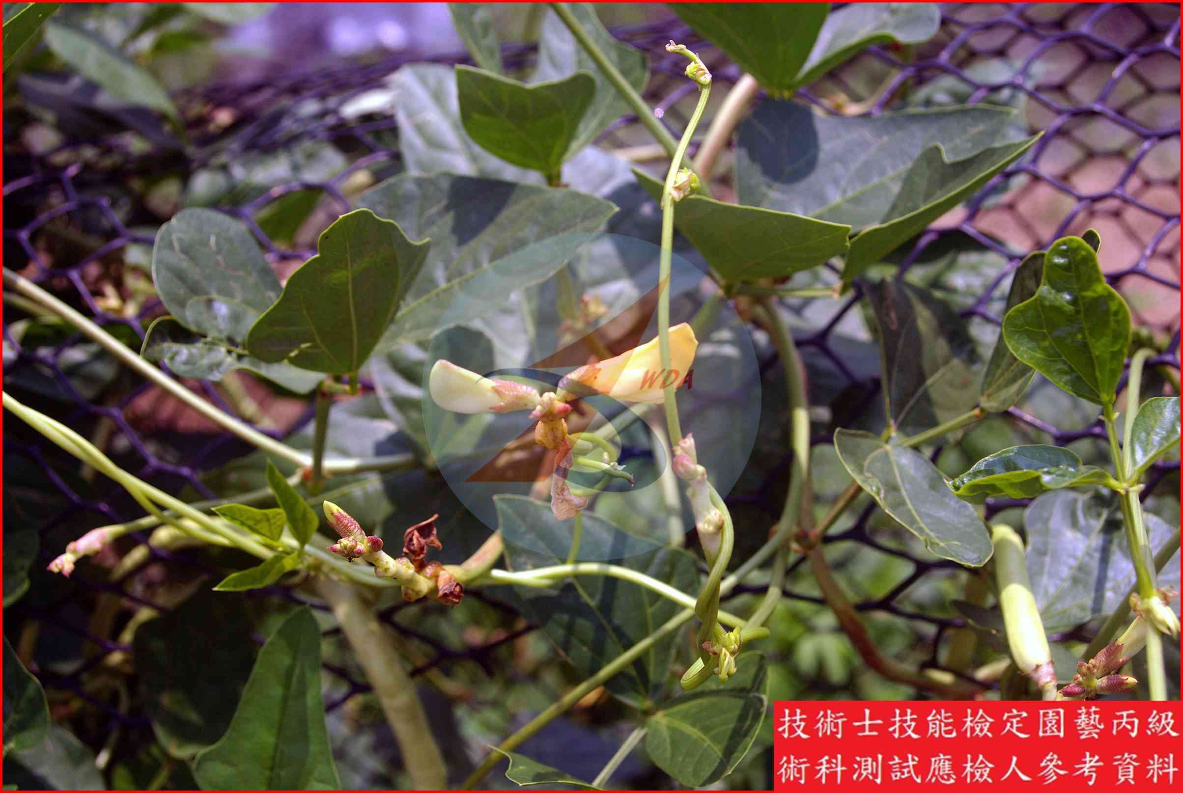 豇豆 園藝丙級識別圖片 4