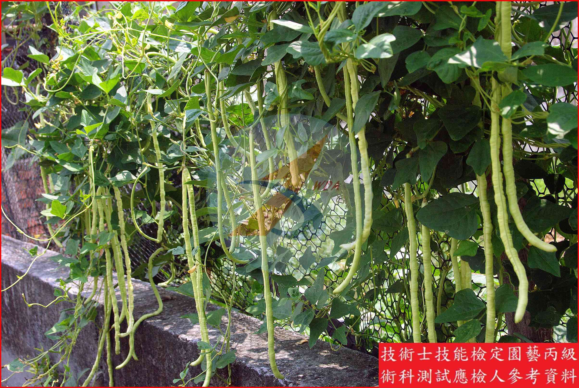 豇豆 園藝丙級識別圖片 5