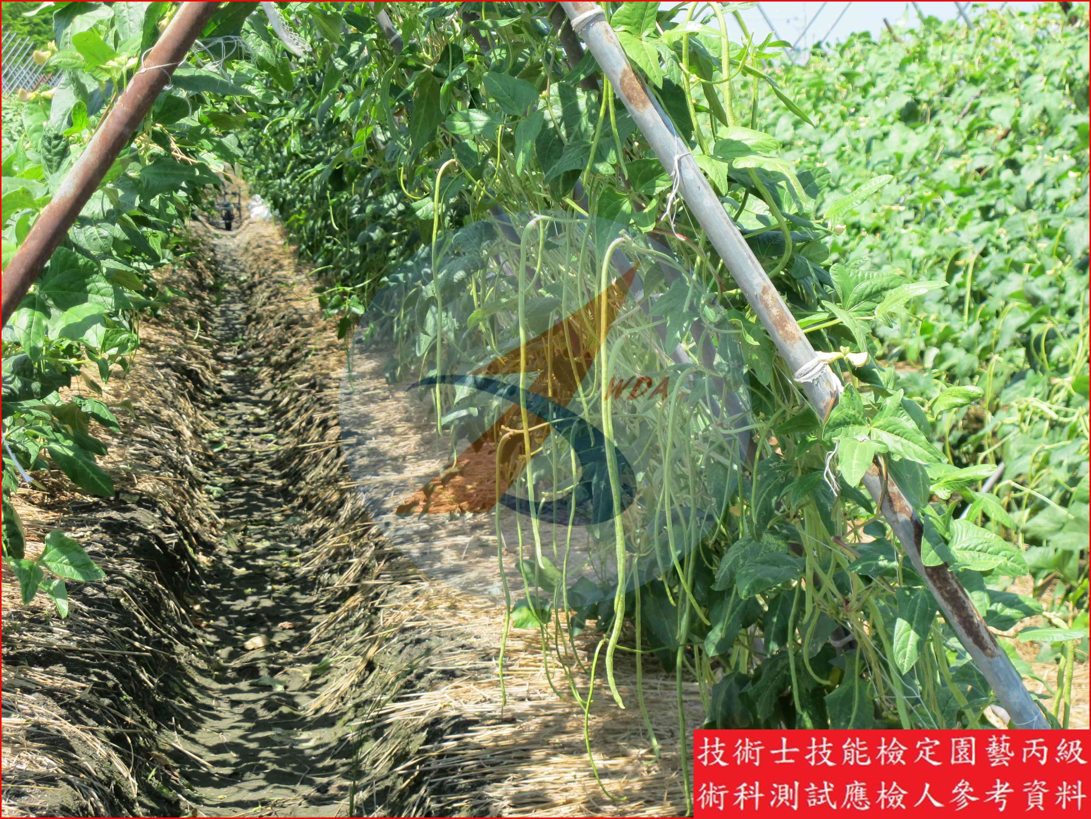 豇豆 園藝丙級識別圖片 7