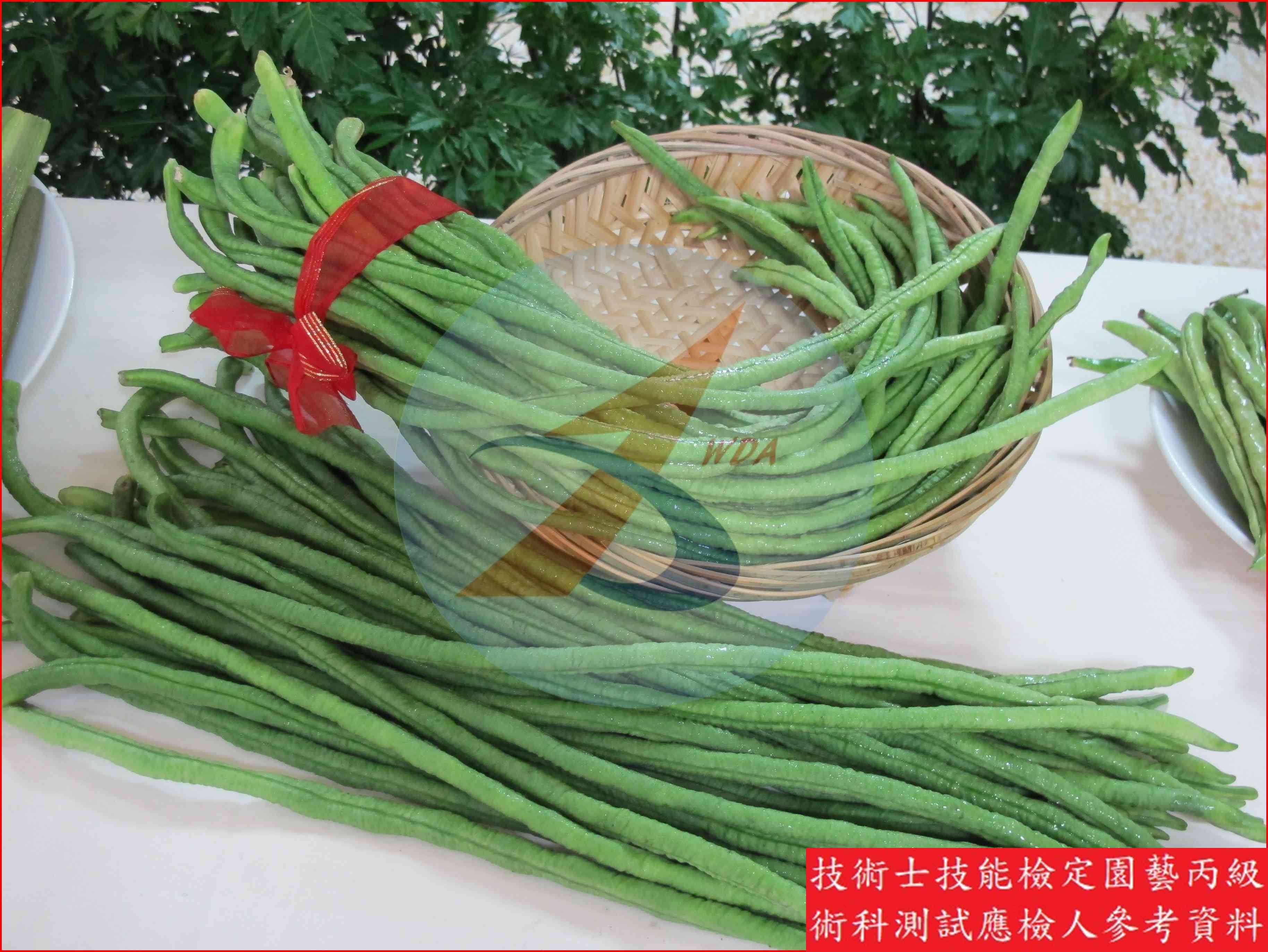 豇豆 園藝丙級識別圖片 8