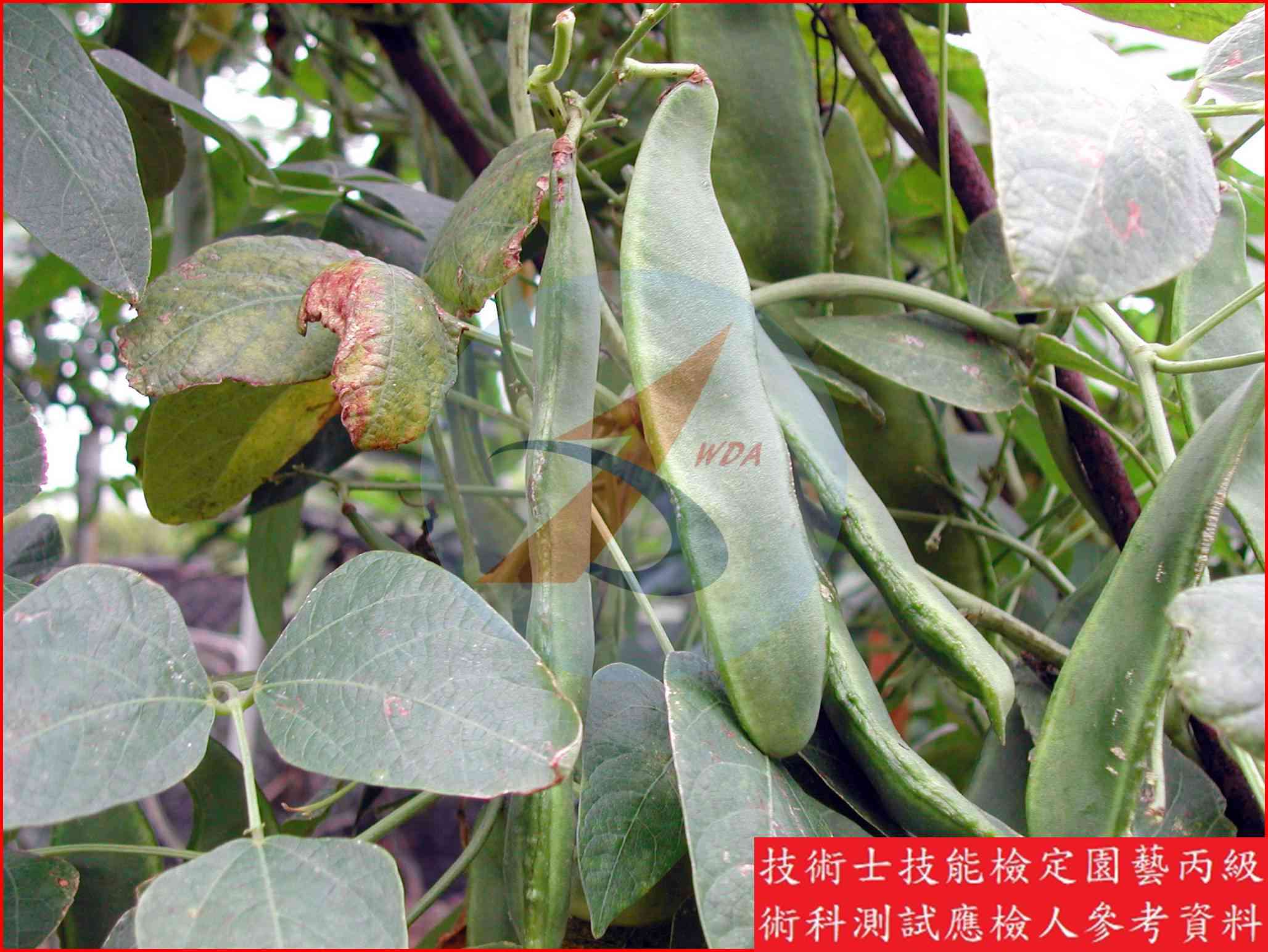 萊豆 / 豌豆 比較主圖