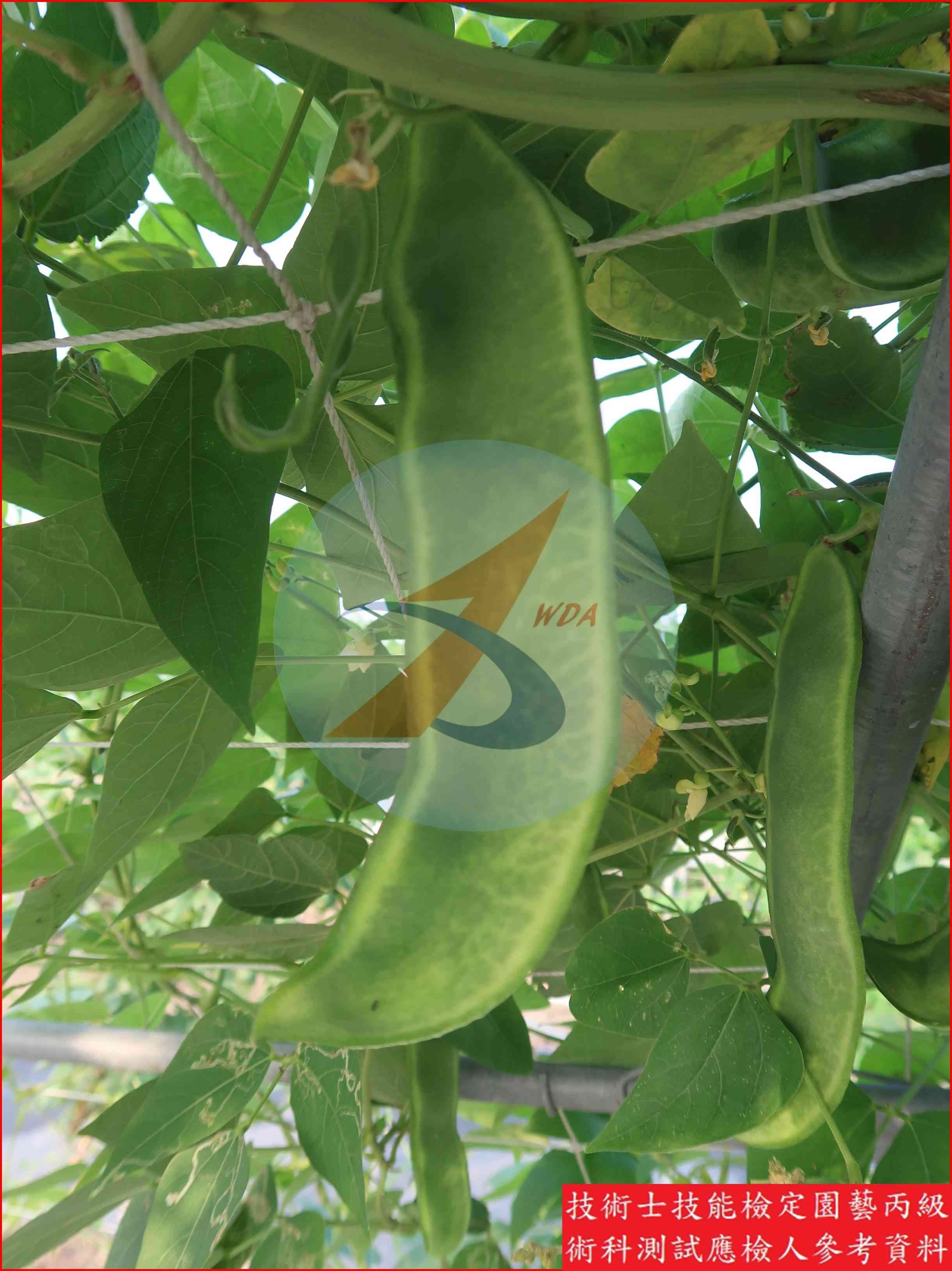 萊豆 園藝丙級識別圖片 10