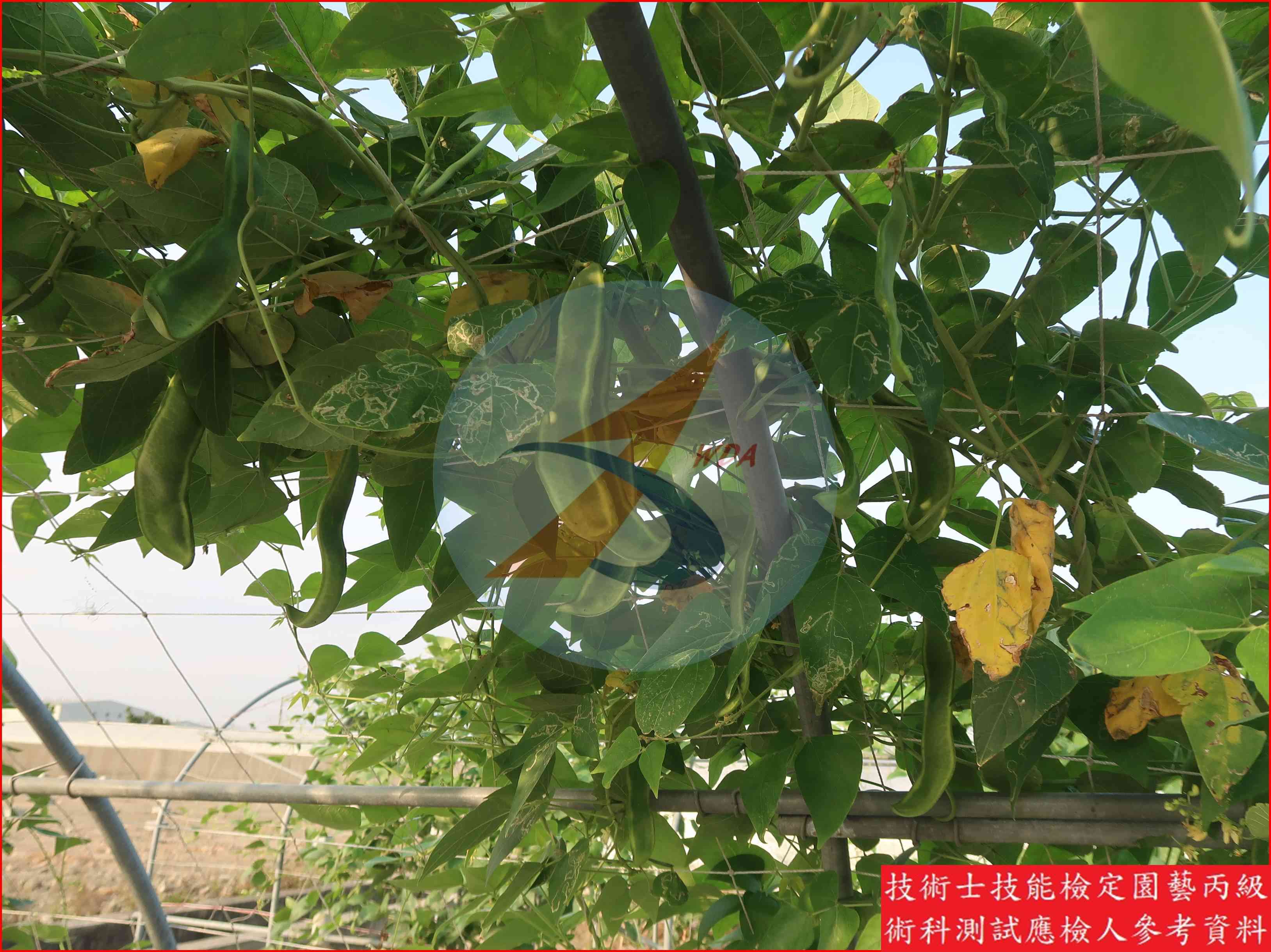 萊豆 園藝丙級識別圖片 2