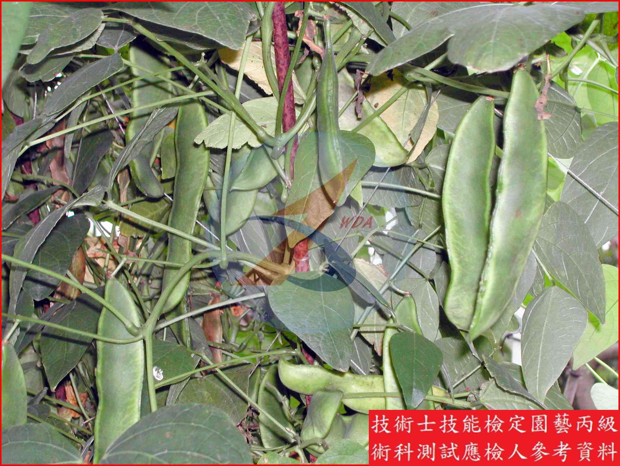 萊豆 園藝丙級識別圖片 3