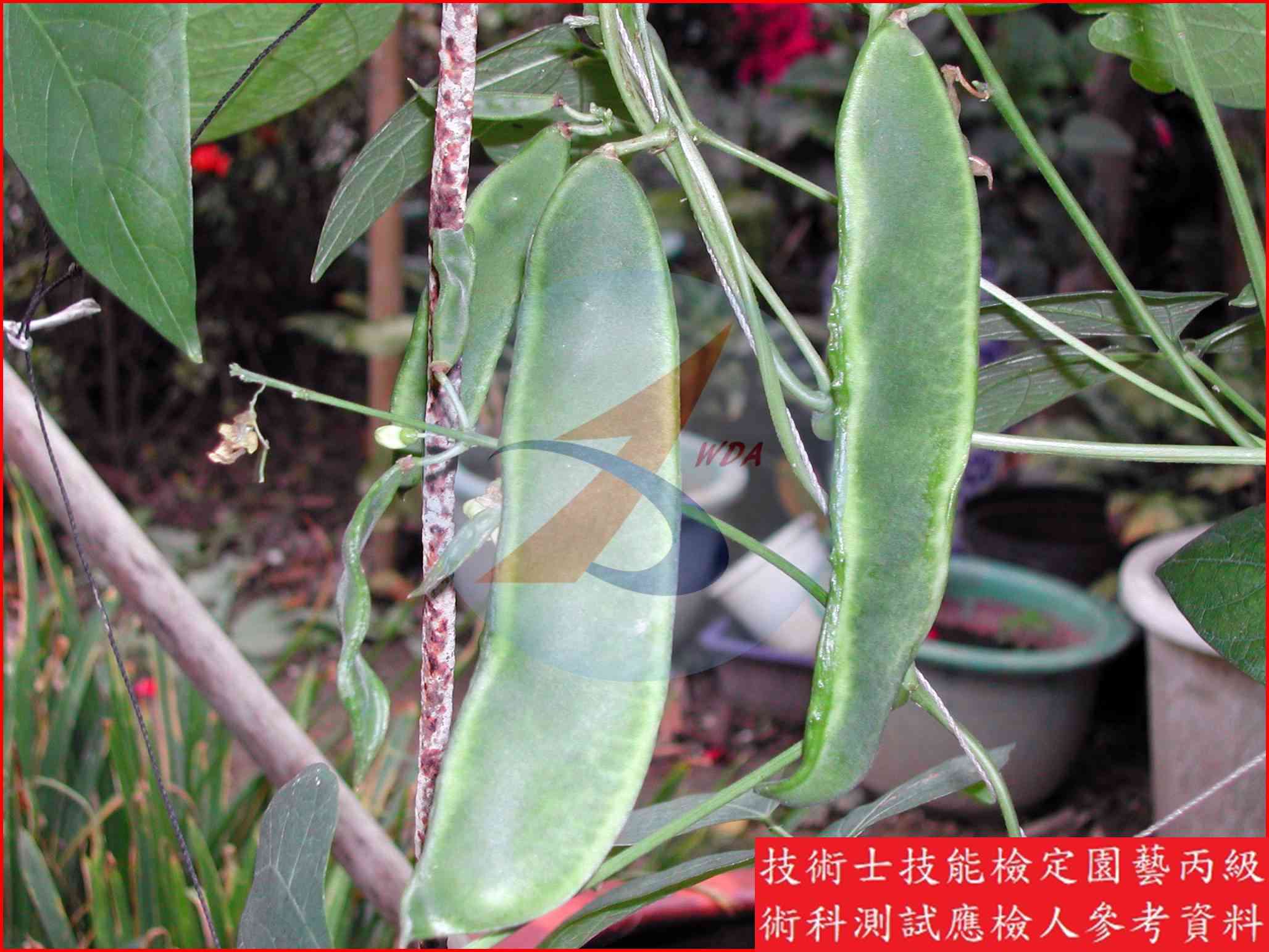 萊豆 園藝丙級識別圖片 4