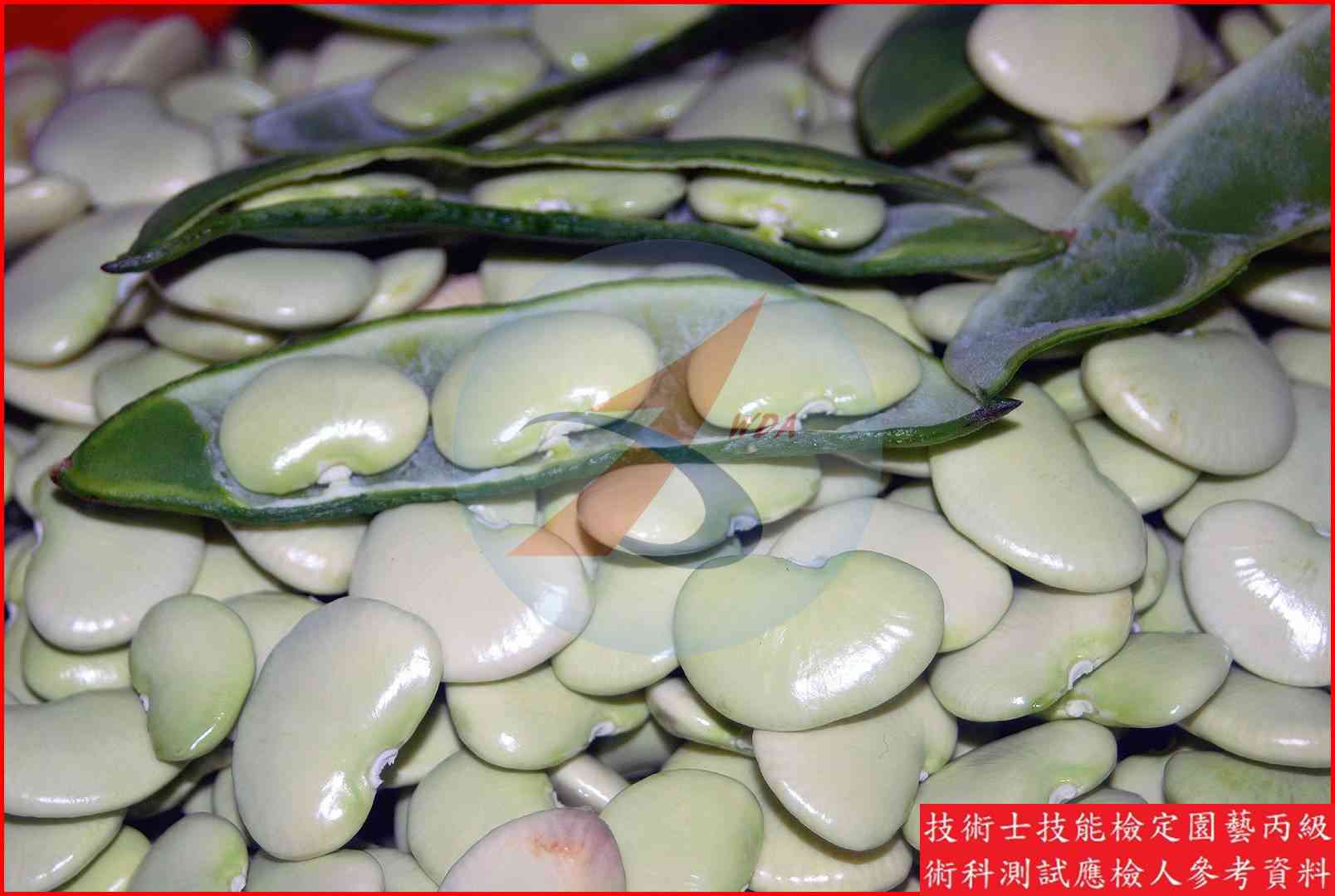 萊豆 園藝丙級識別圖片 6
