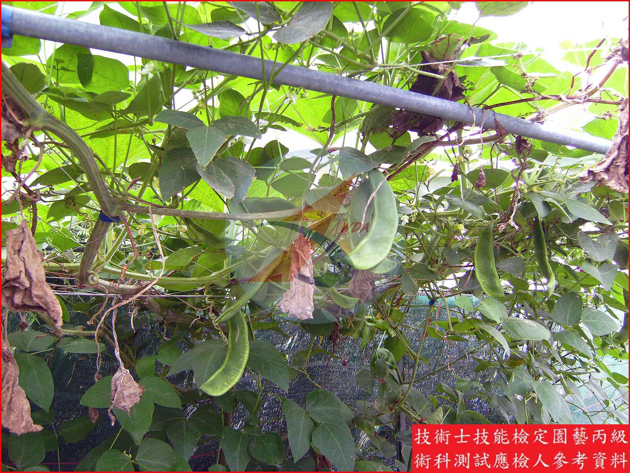 萊豆 園藝丙級識別圖片 7