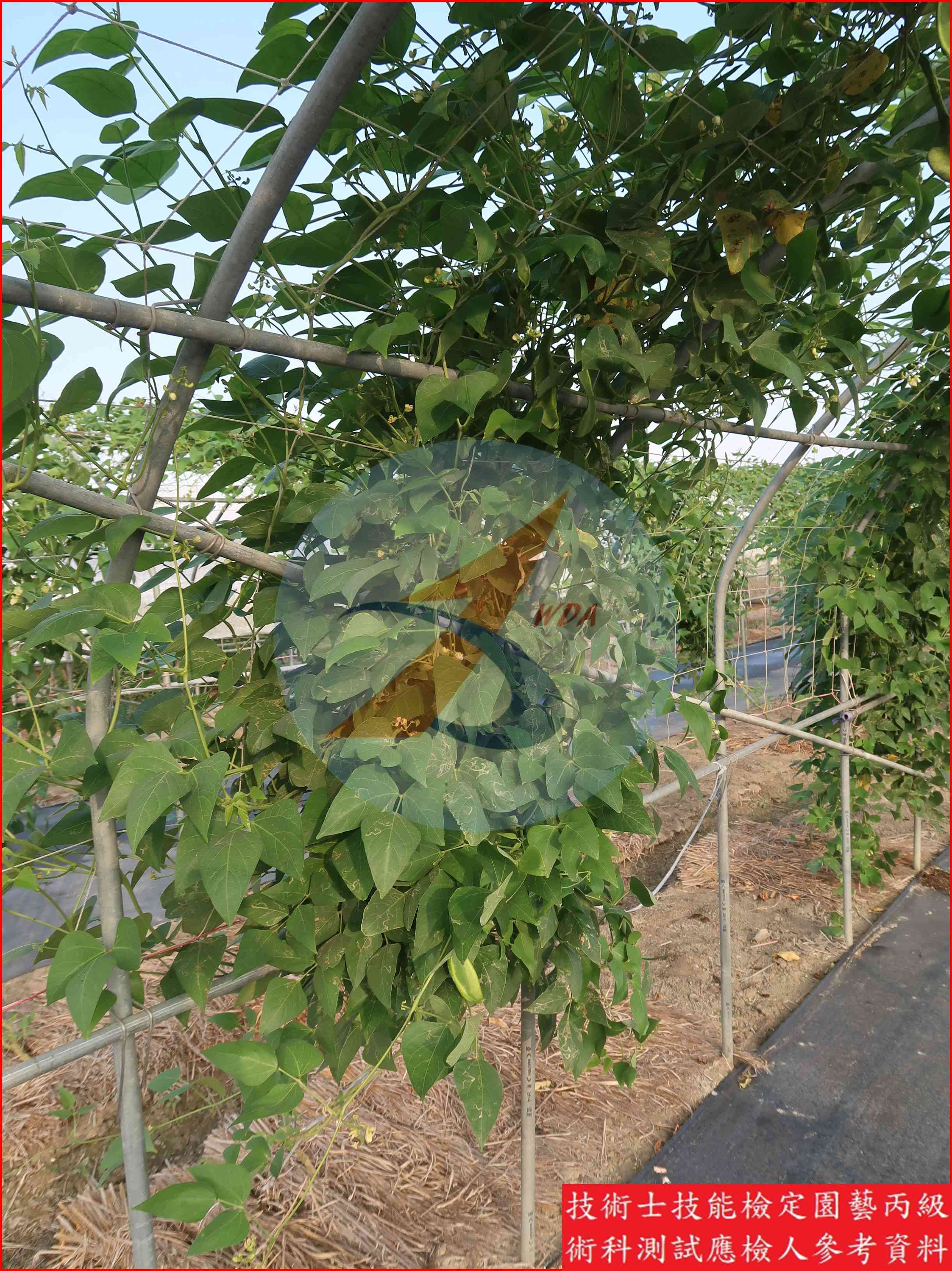 萊豆 園藝丙級識別圖片 8