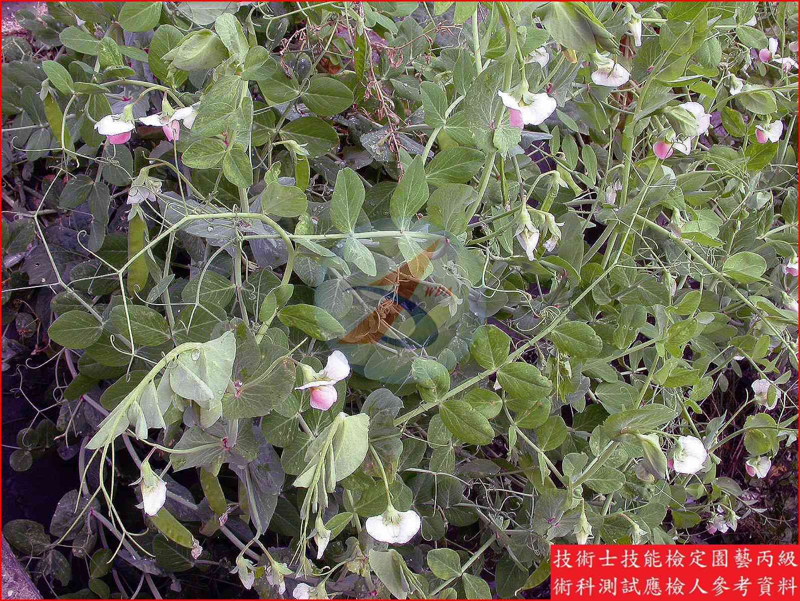 豌豆 園藝丙級識別圖片 10