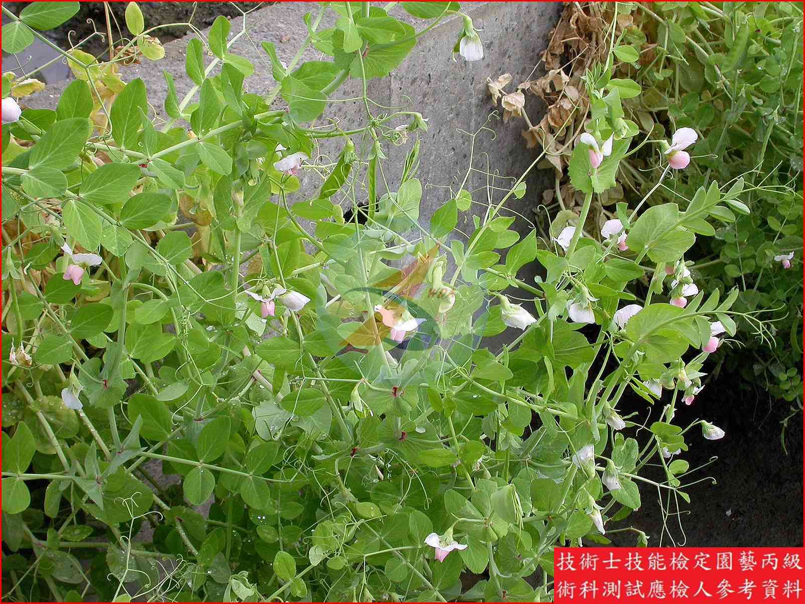 豌豆 園藝丙級識別圖片 11