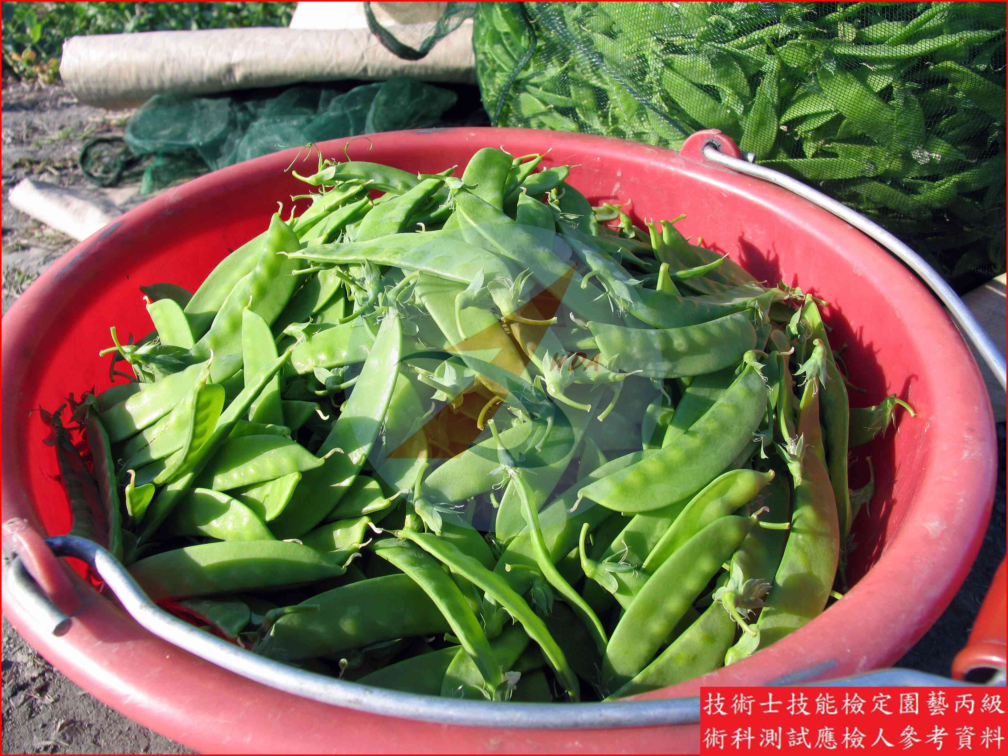 豌豆 園藝丙級識別圖片 12
