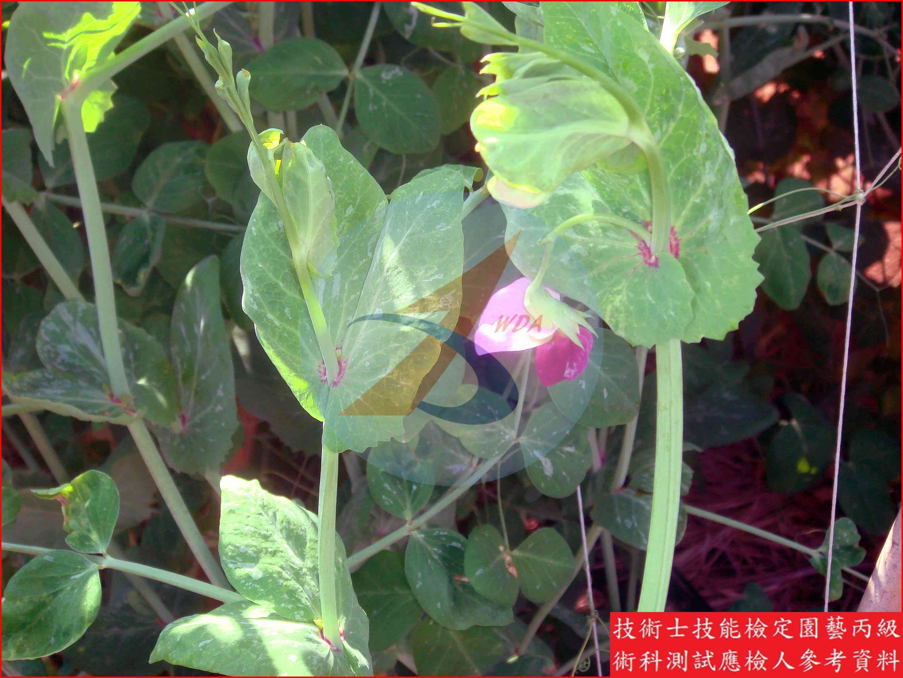 豌豆 園藝丙級識別圖片 13