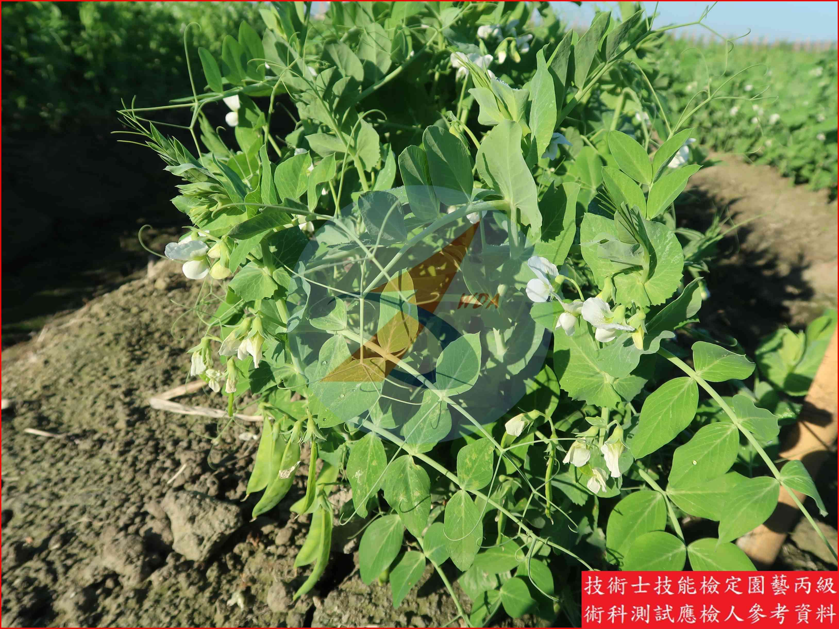 豌豆 園藝丙級識別圖片 14