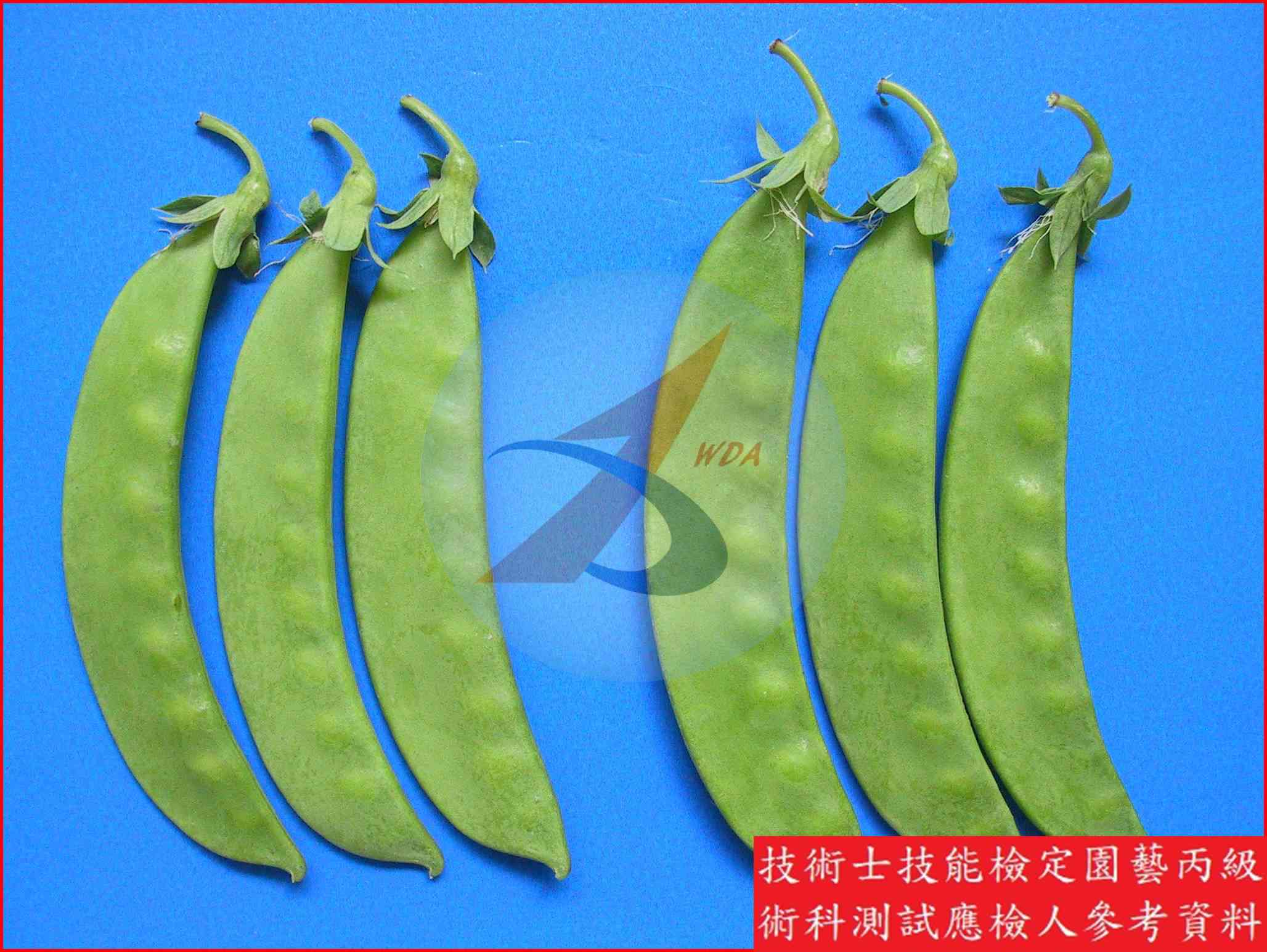 豌豆 園藝丙級識別圖片 15
