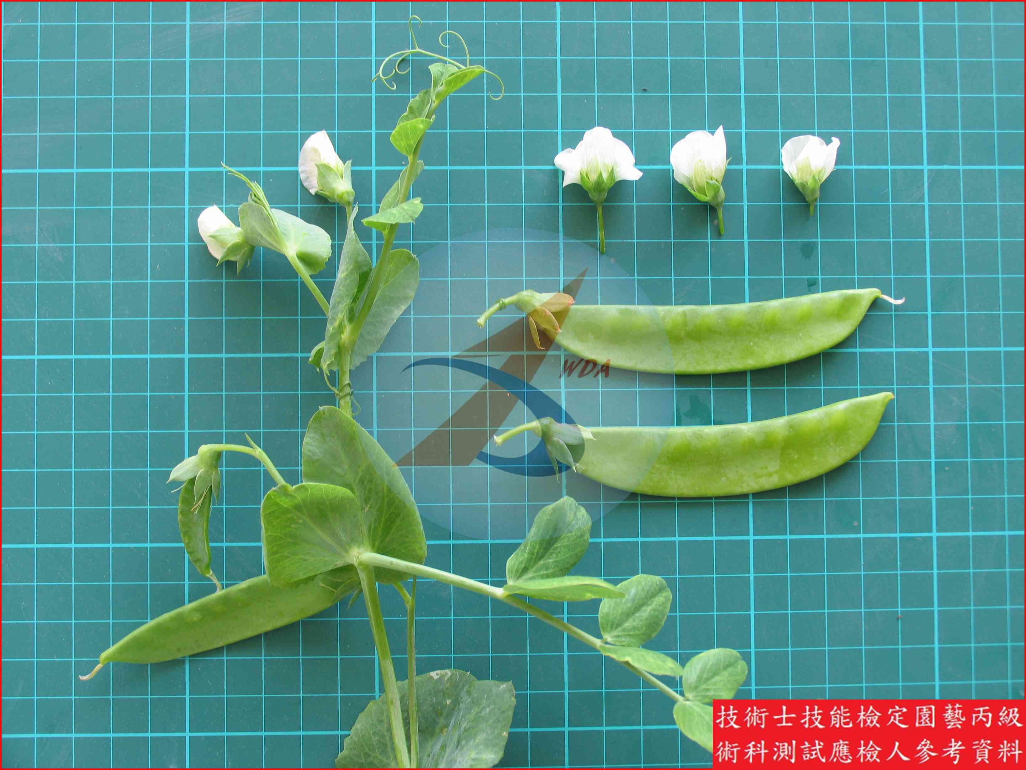 豌豆 園藝丙級識別圖片 16