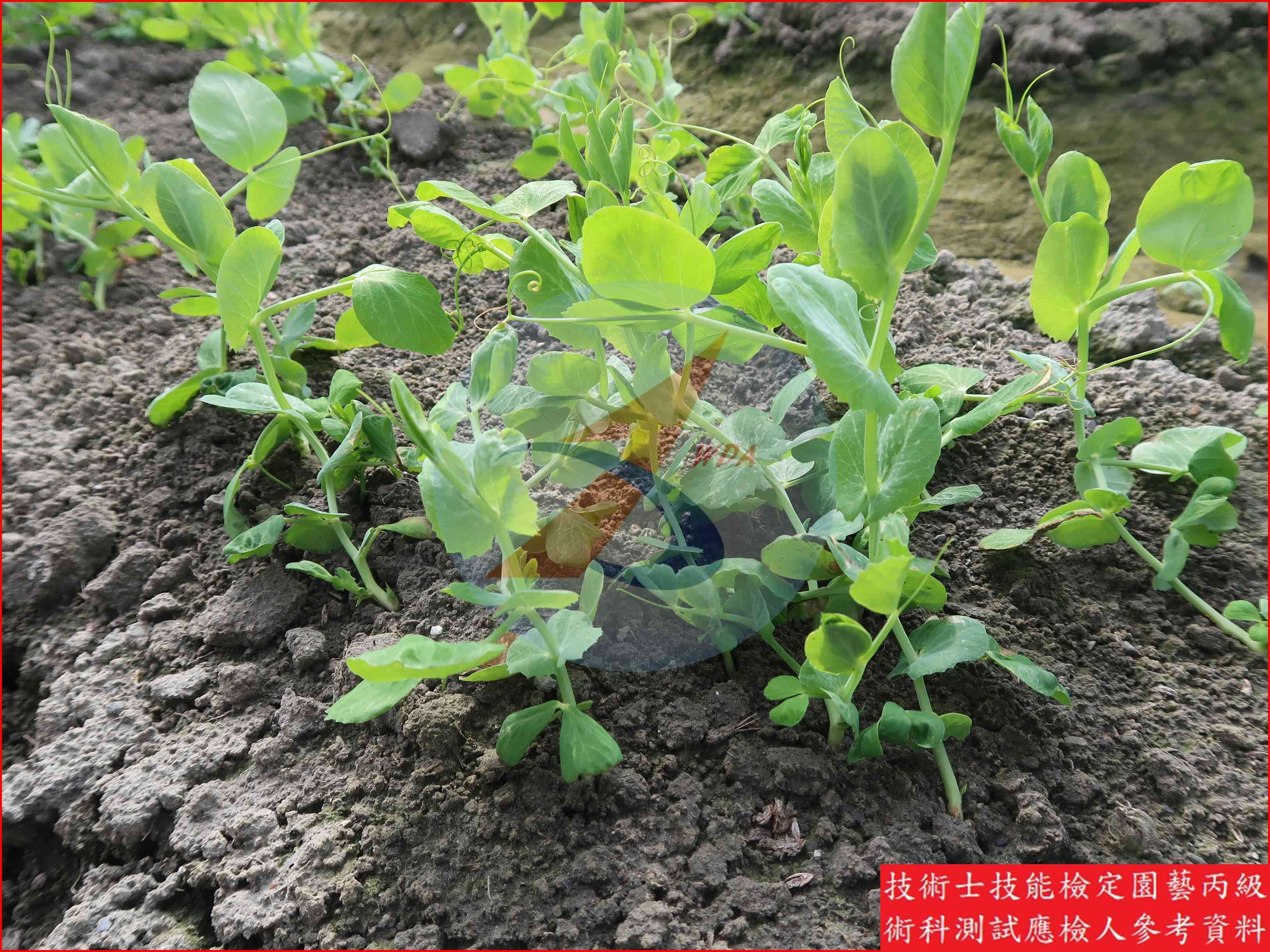 豌豆 園藝丙級識別圖片 17