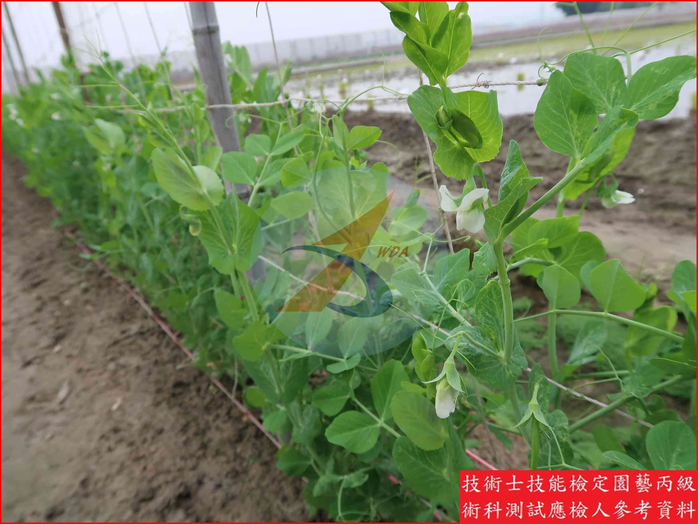 豌豆 園藝丙級識別圖片 2