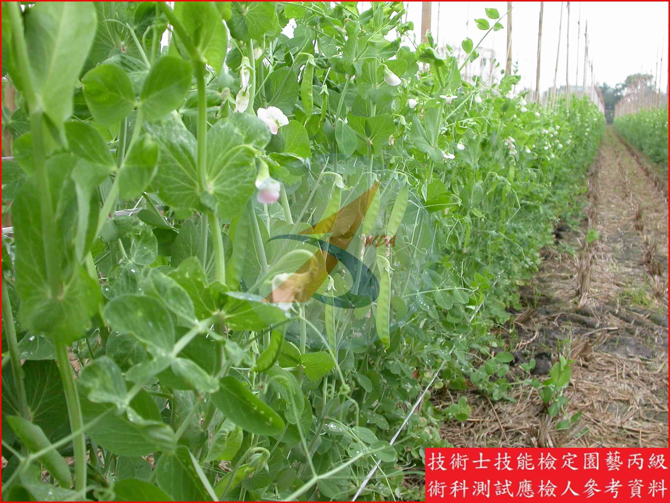 豌豆 園藝丙級識別圖片 3