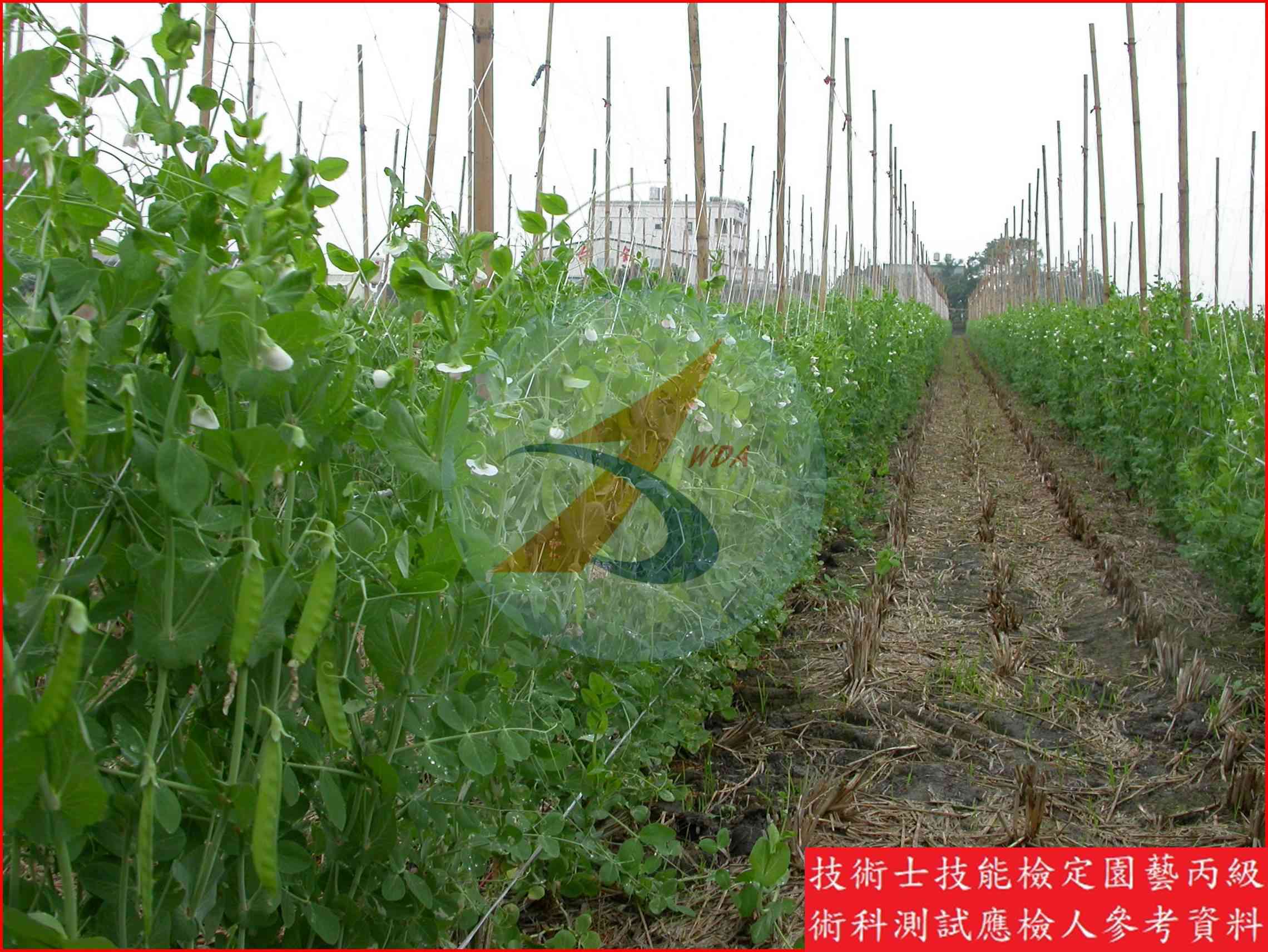 豌豆 園藝丙級識別圖片 4