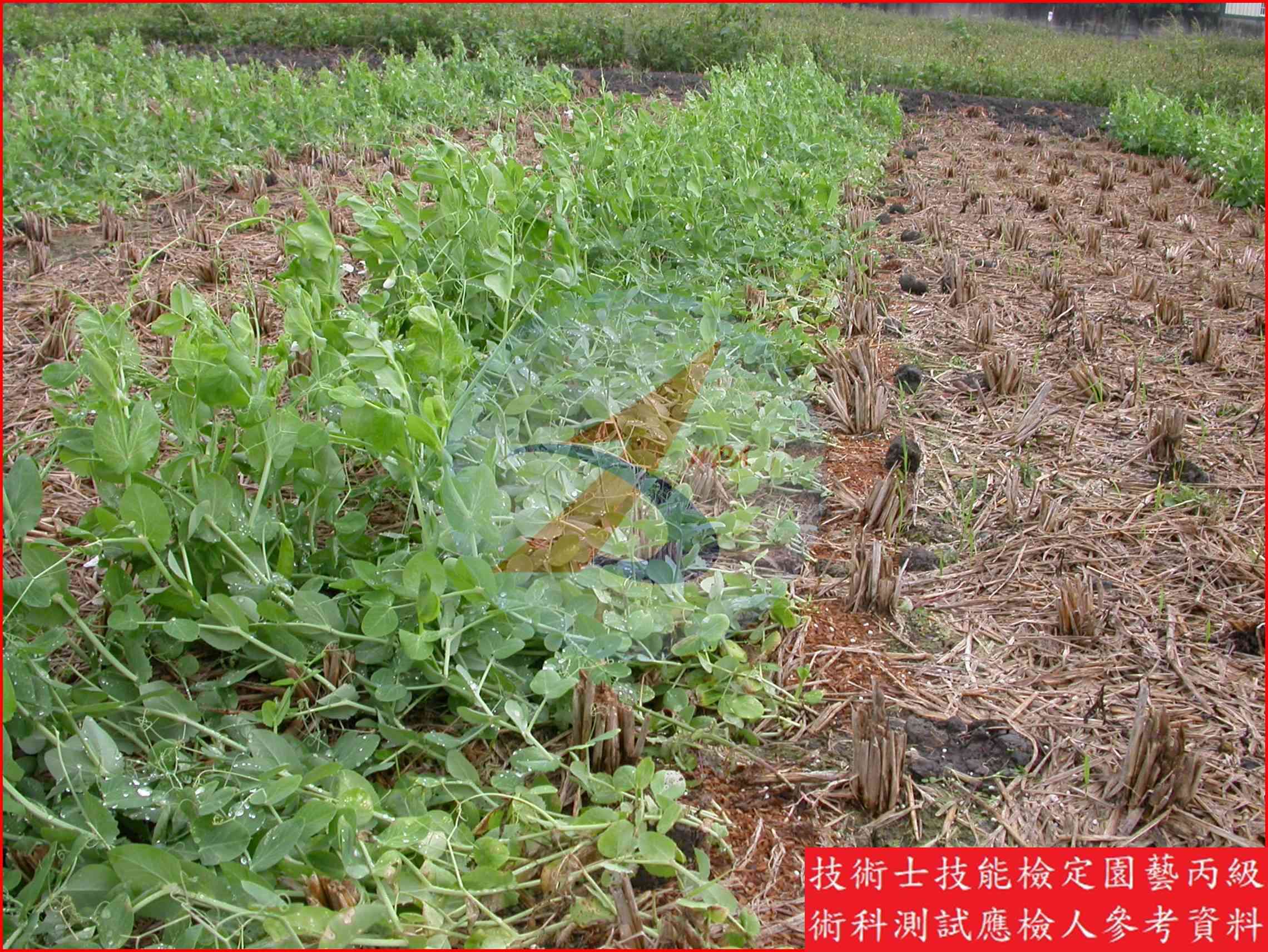 豌豆 園藝丙級識別圖片 5