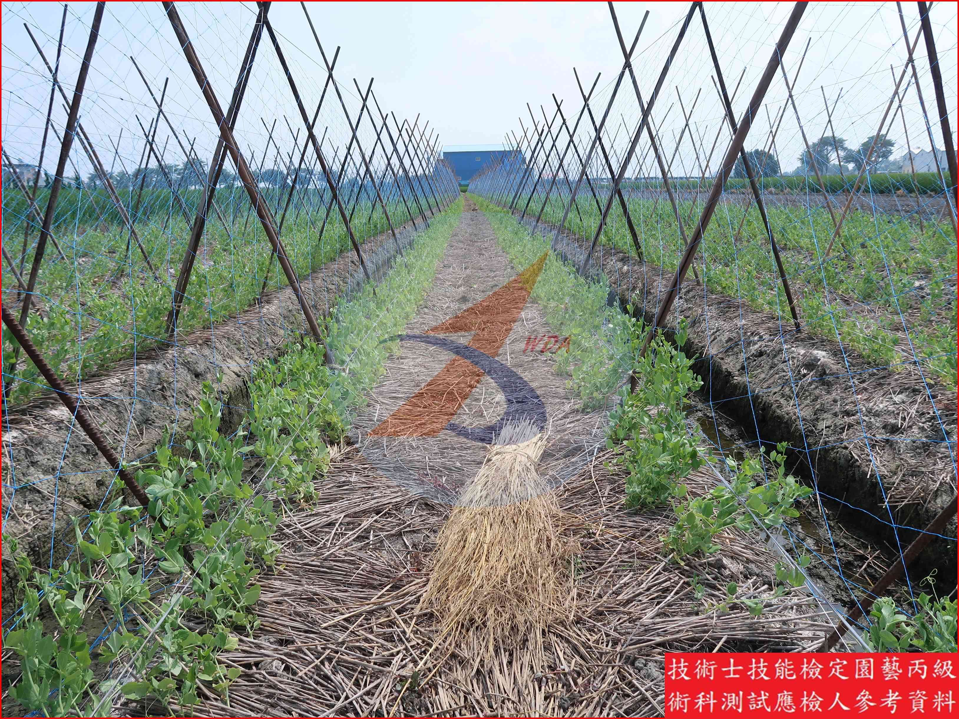 豌豆 園藝丙級識別圖片 6