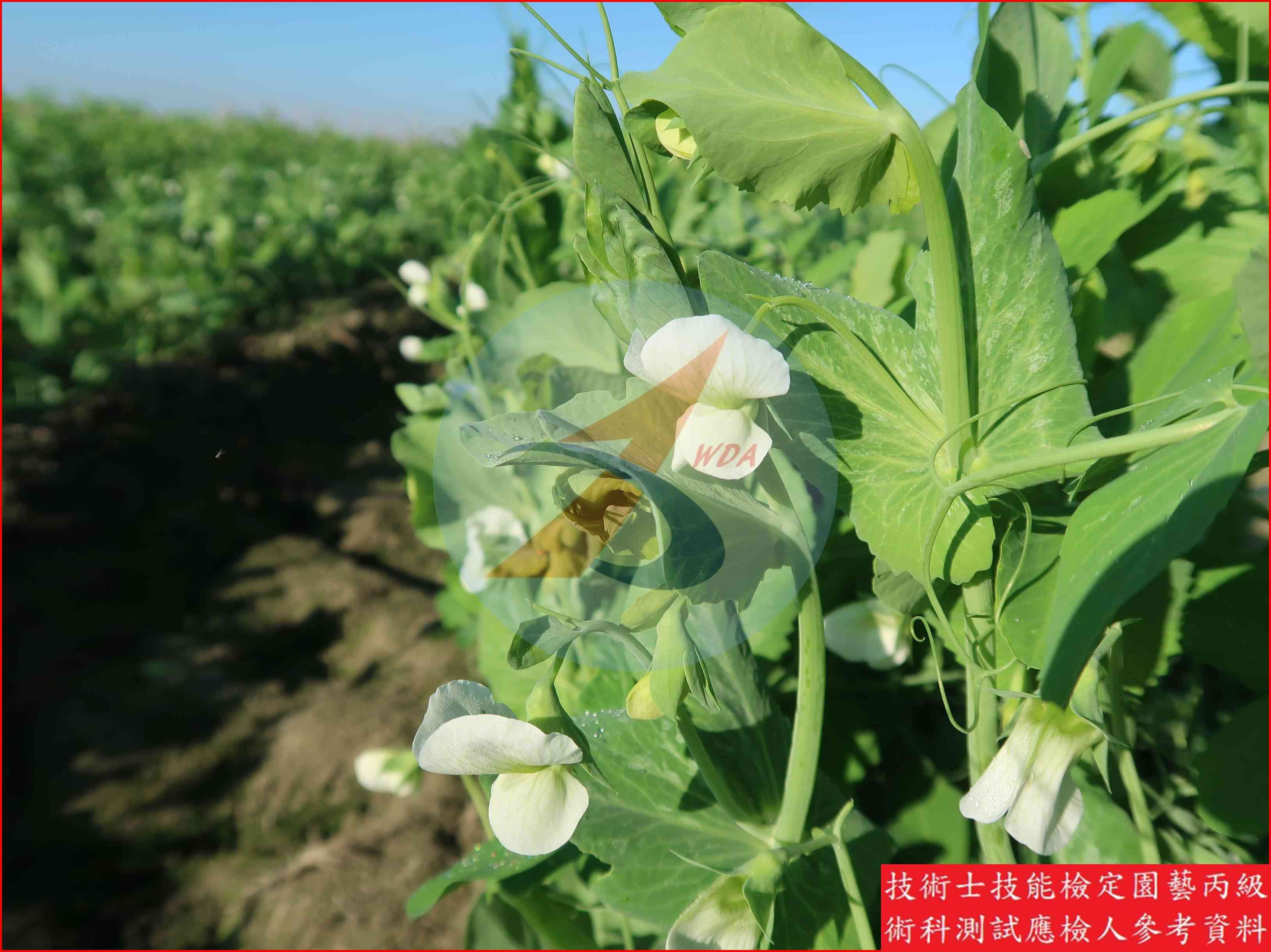 豌豆 園藝丙級識別圖片 7