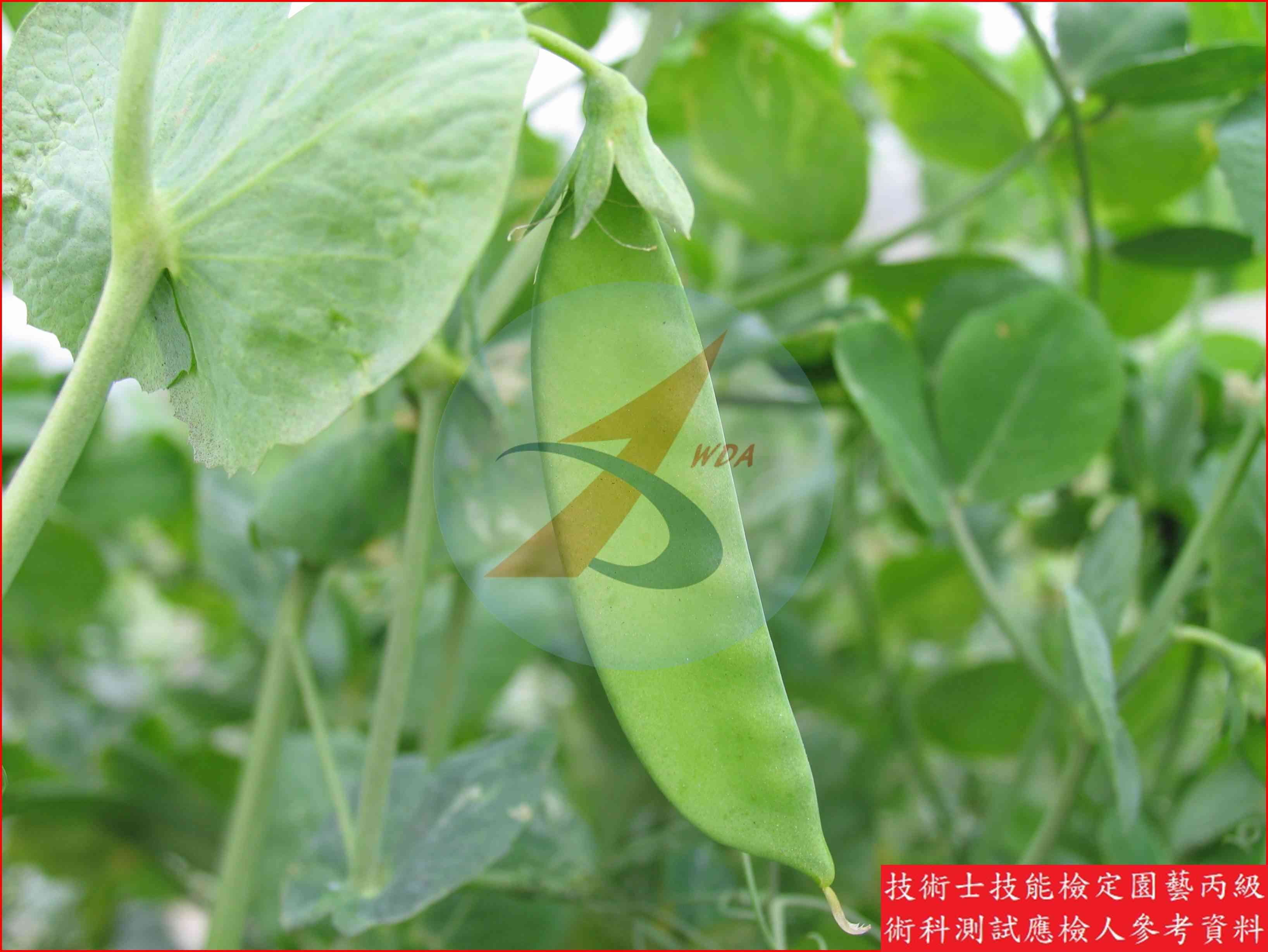 豌豆 園藝丙級識別圖片 8